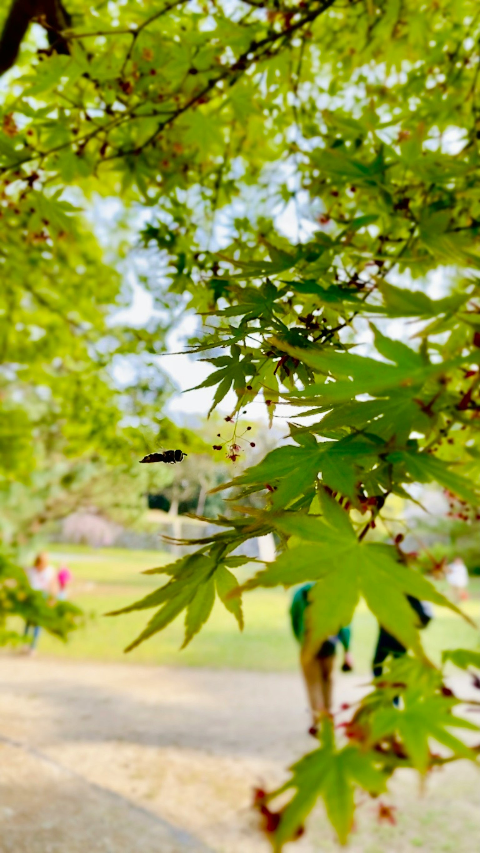 View through vibrant green leaves with people in the background