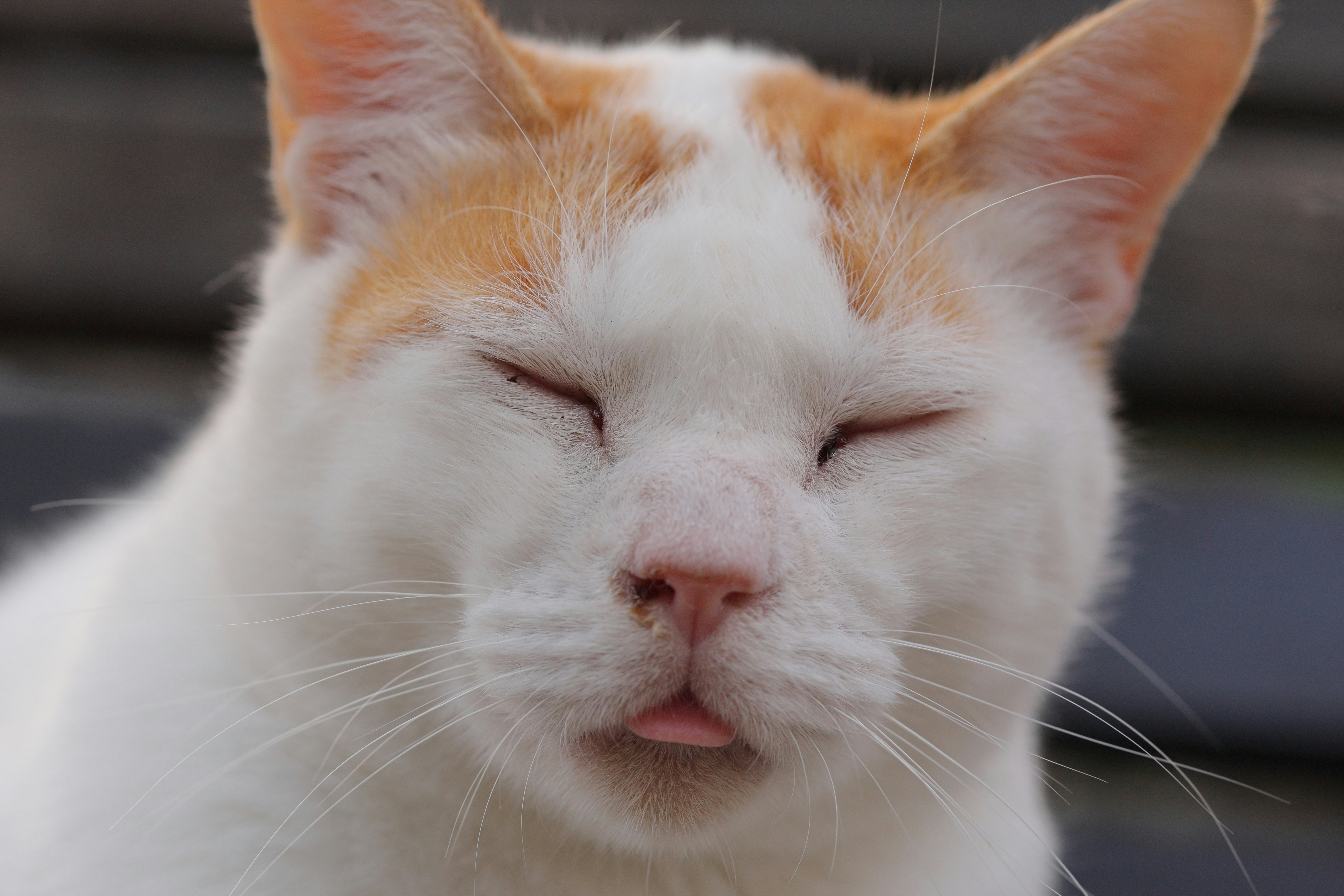 Close-up kucing putih yang sedang beristirahat dengan mata tertutup