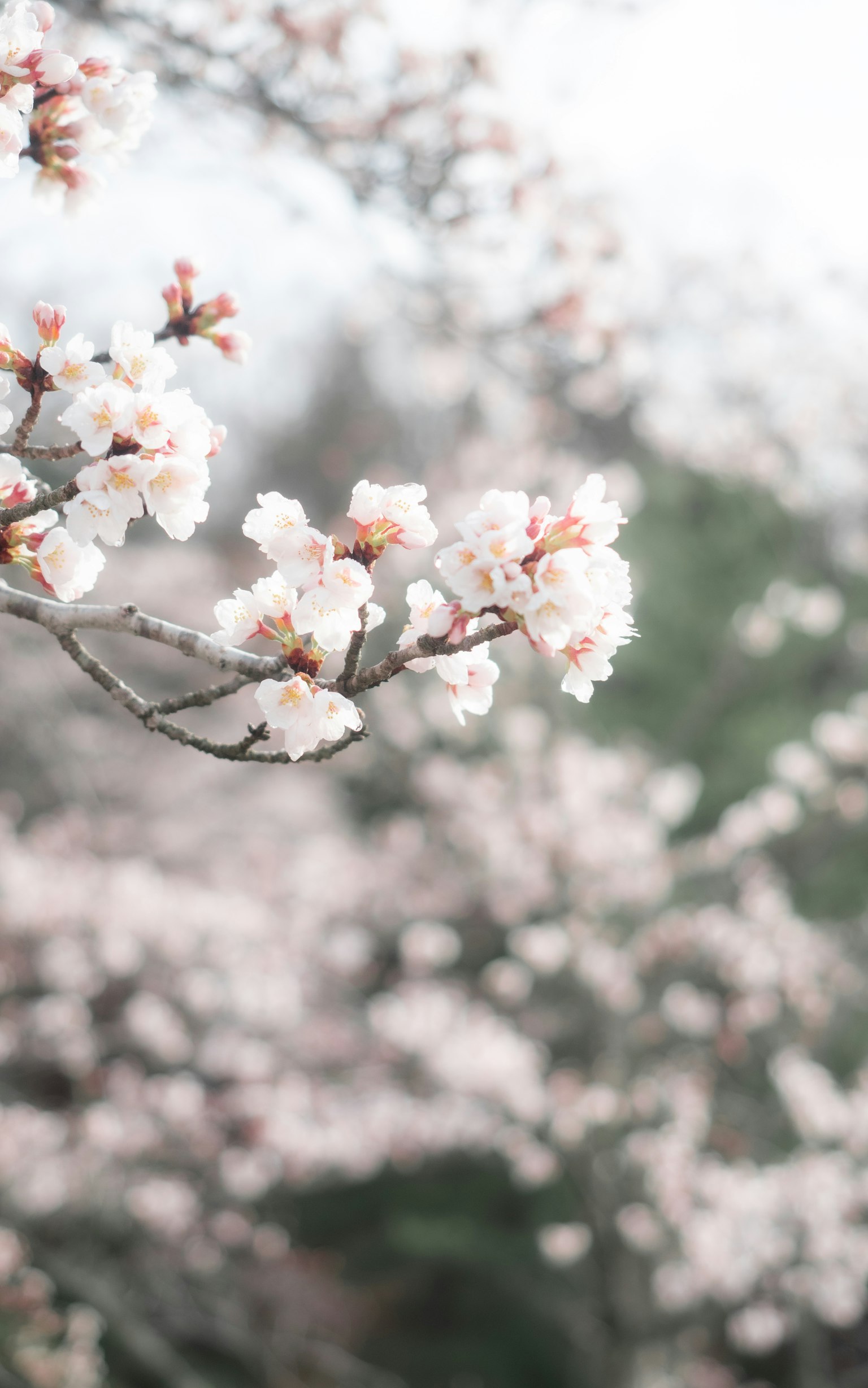Close-up of cherry blossom branches with soft pink flowers
