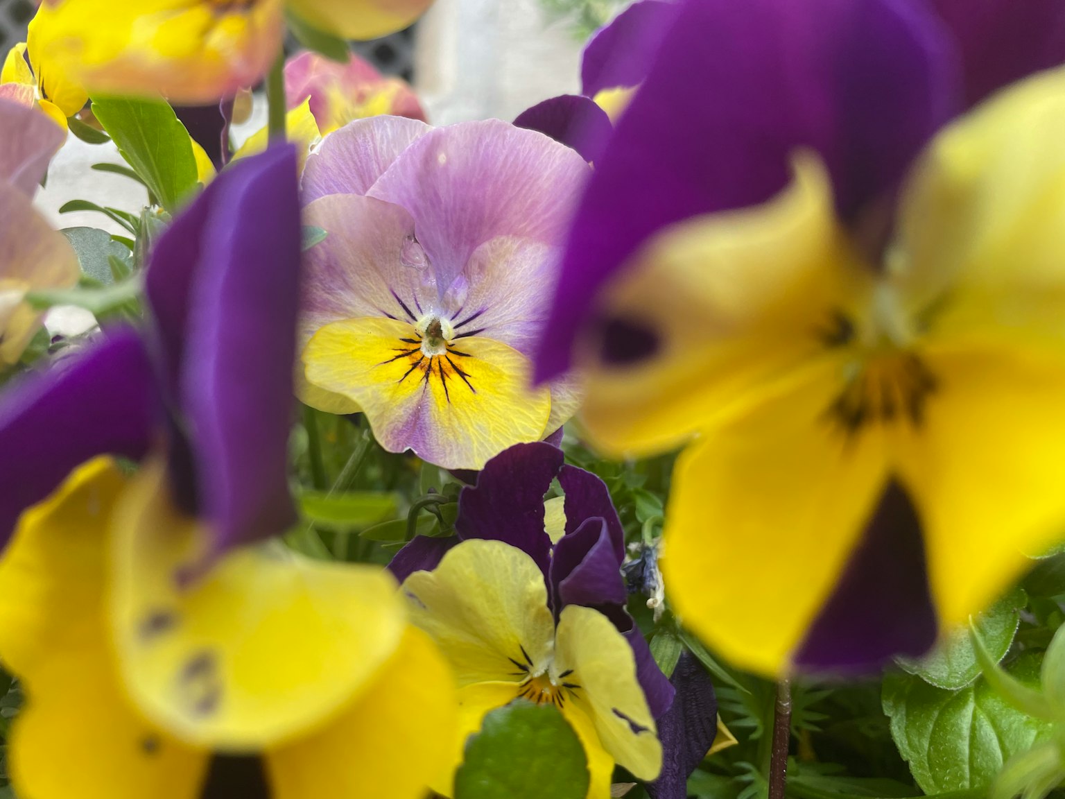 Fiori di violacciocca colorati che fioriscono in un giardino