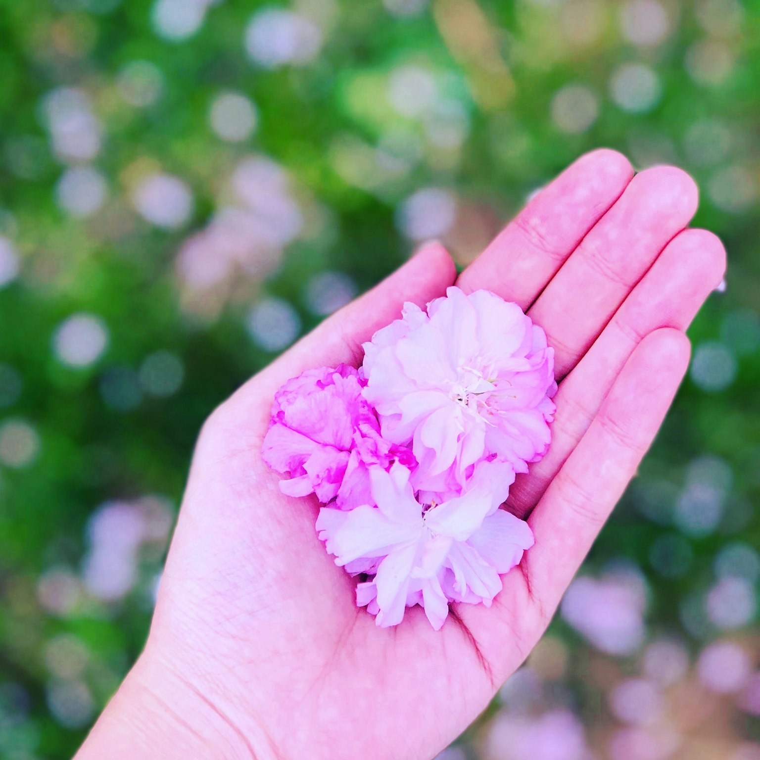 편안한 손바닥 위에 놓인 부드러운 분홍색 꽃잎 한 줌