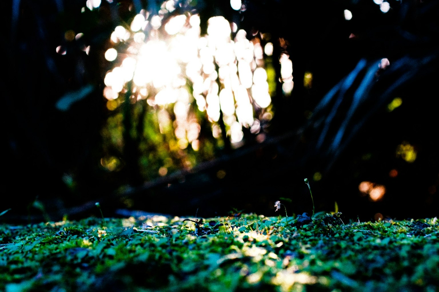Un terreno forestale coperto di muschio verde con luce soffusa sullo sfondo