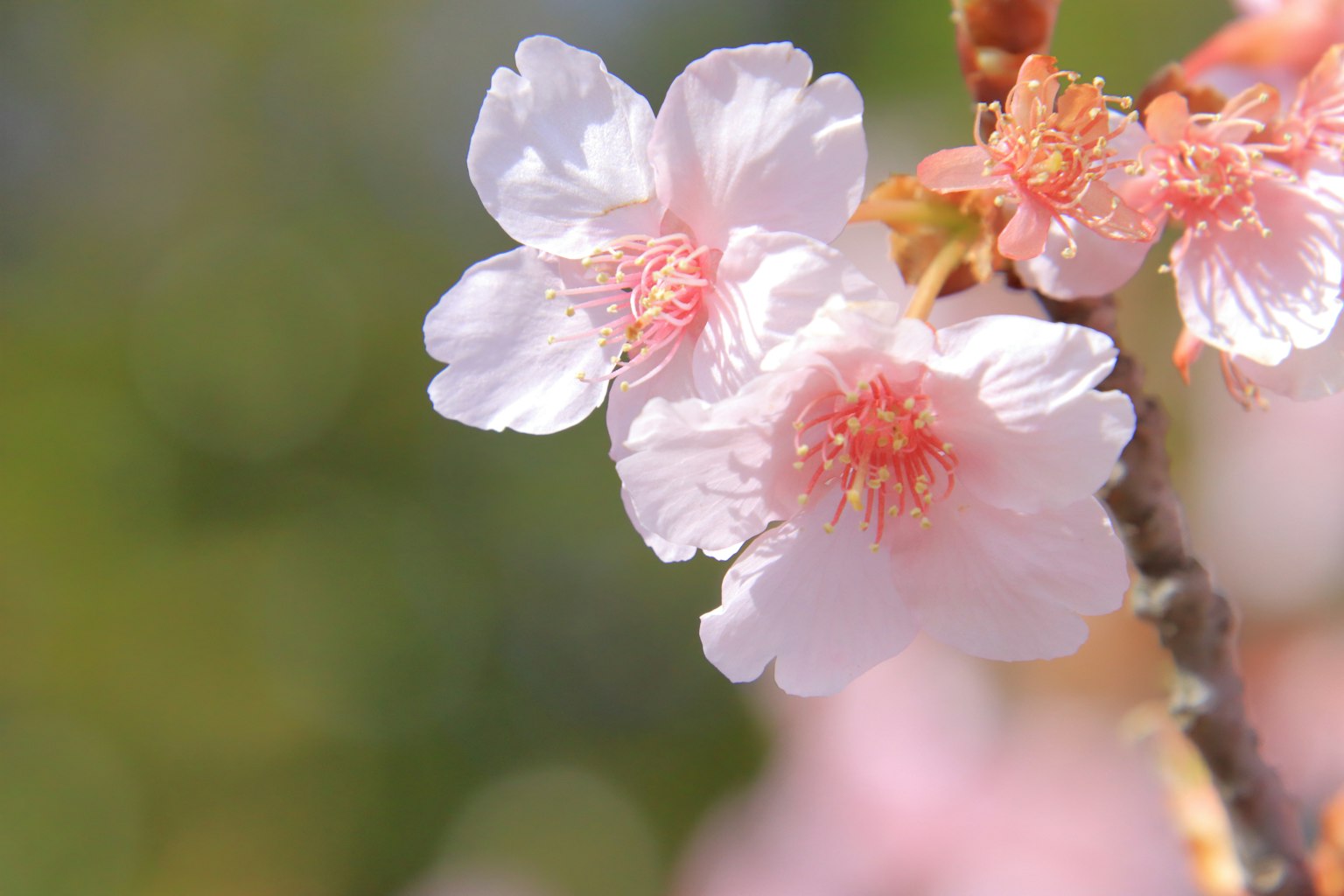 Nahaufnahme von rosa Kirschblüten in voller Blüte