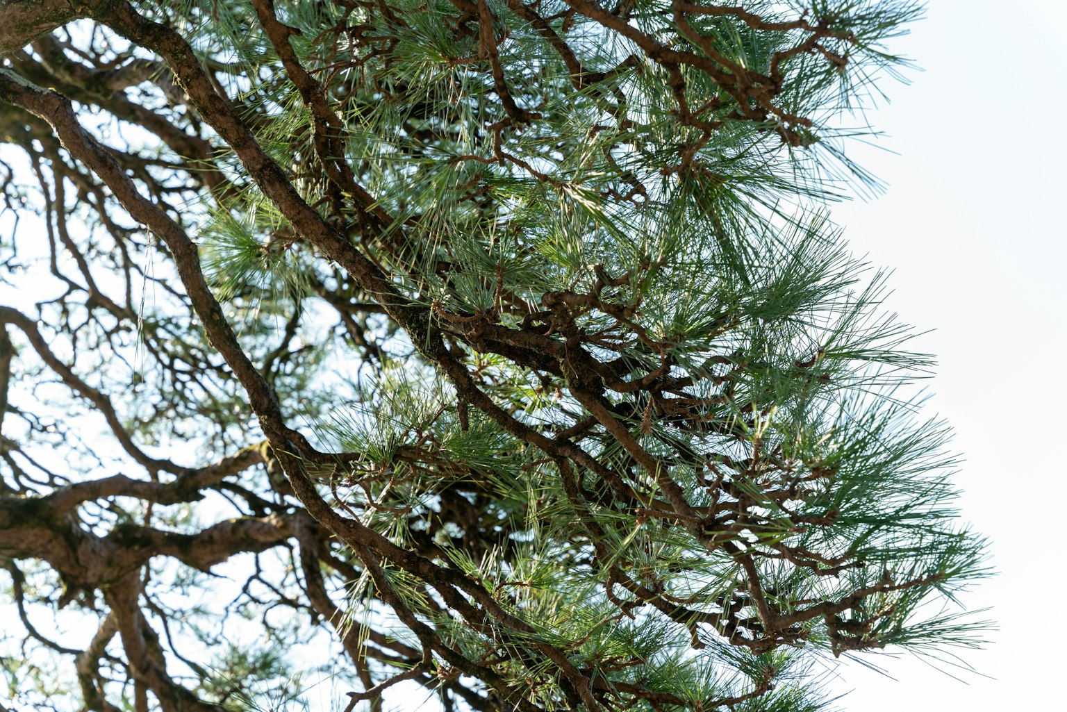 Acercamiento de ramas de árbol con follaje verde
