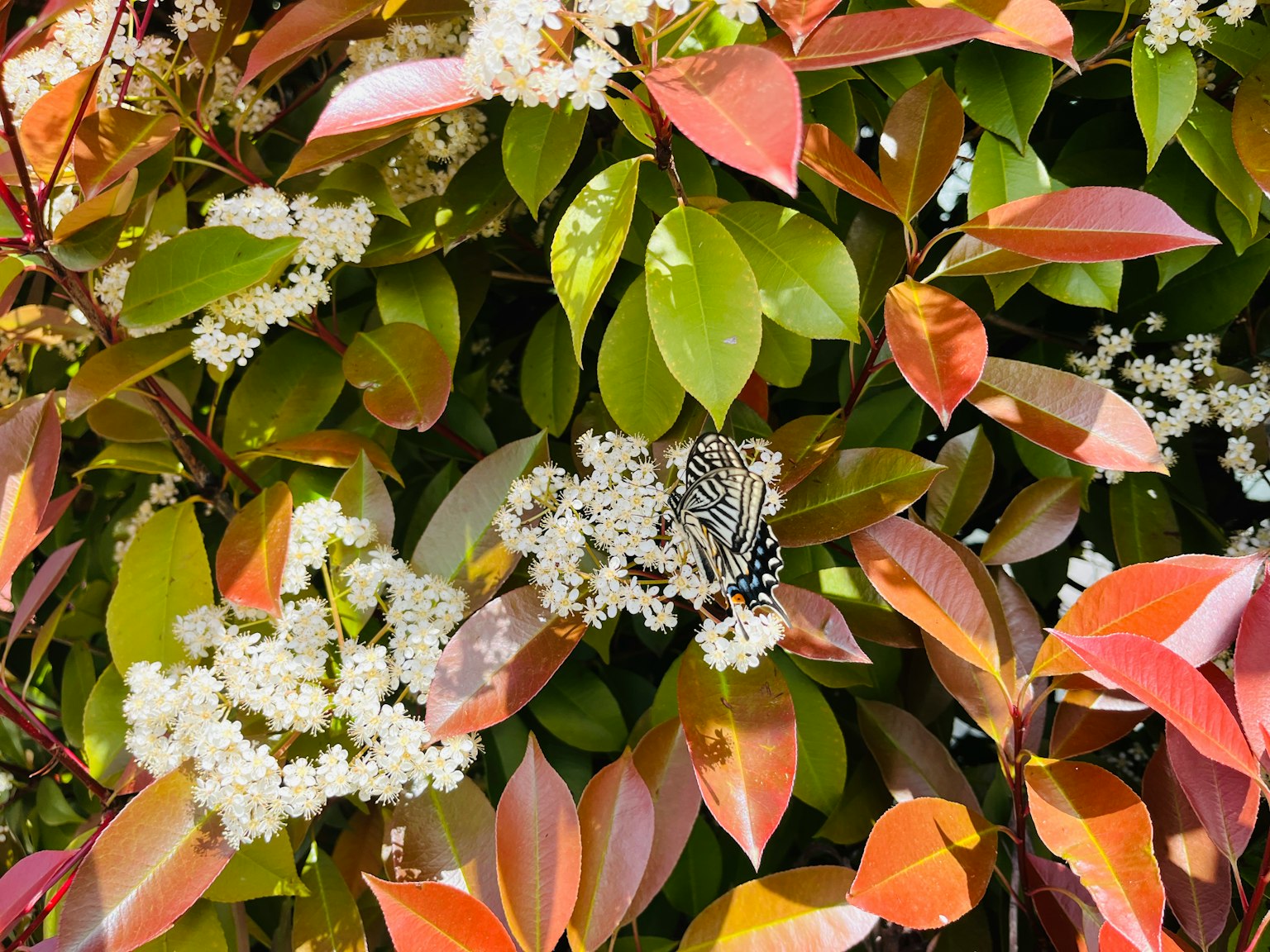 Mariposa negra y blanca rodeada de hojas vibrantes y pequeñas flores blancas