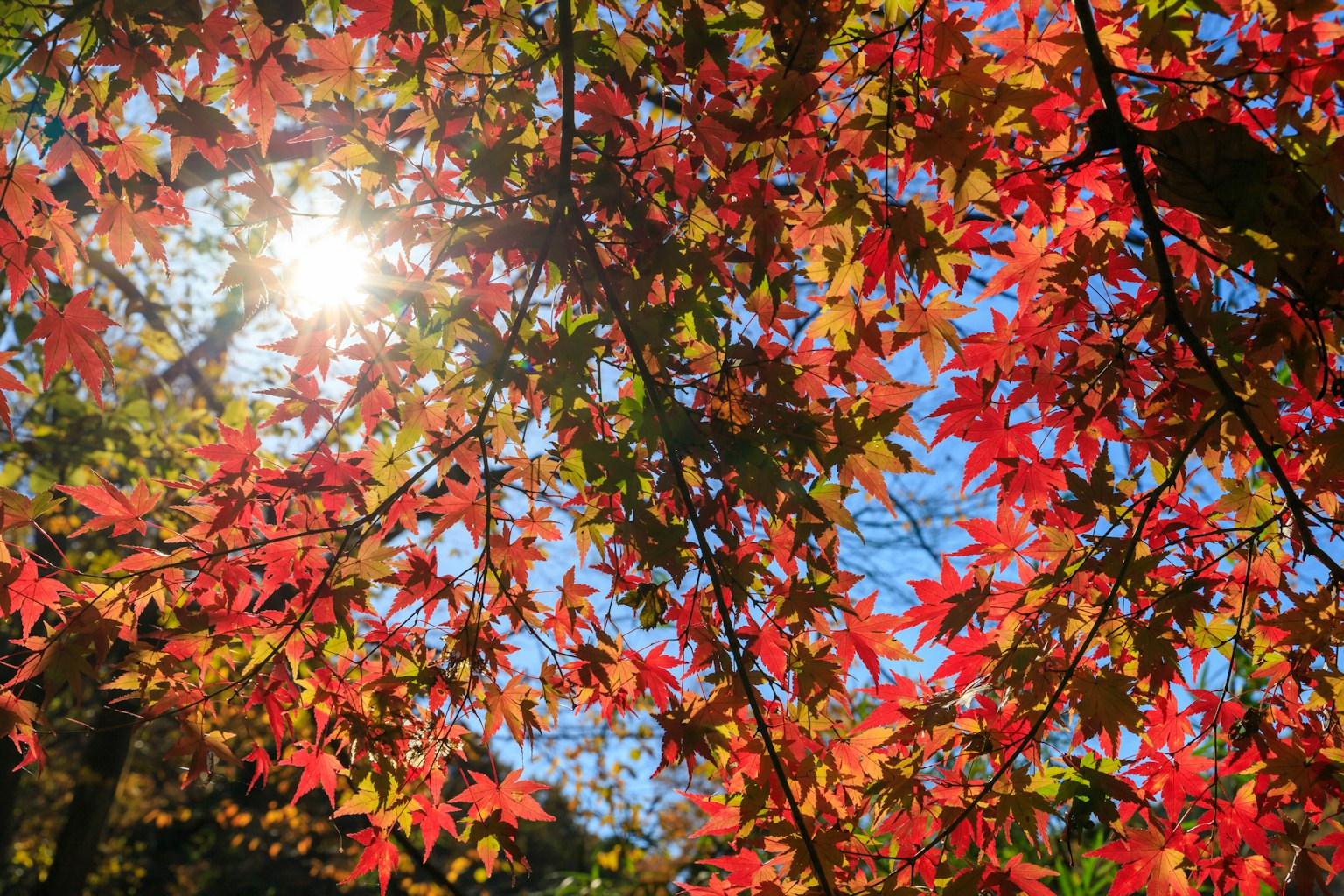 Hojas rojas brillando bajo la luz del sol de otoño a través de los árboles