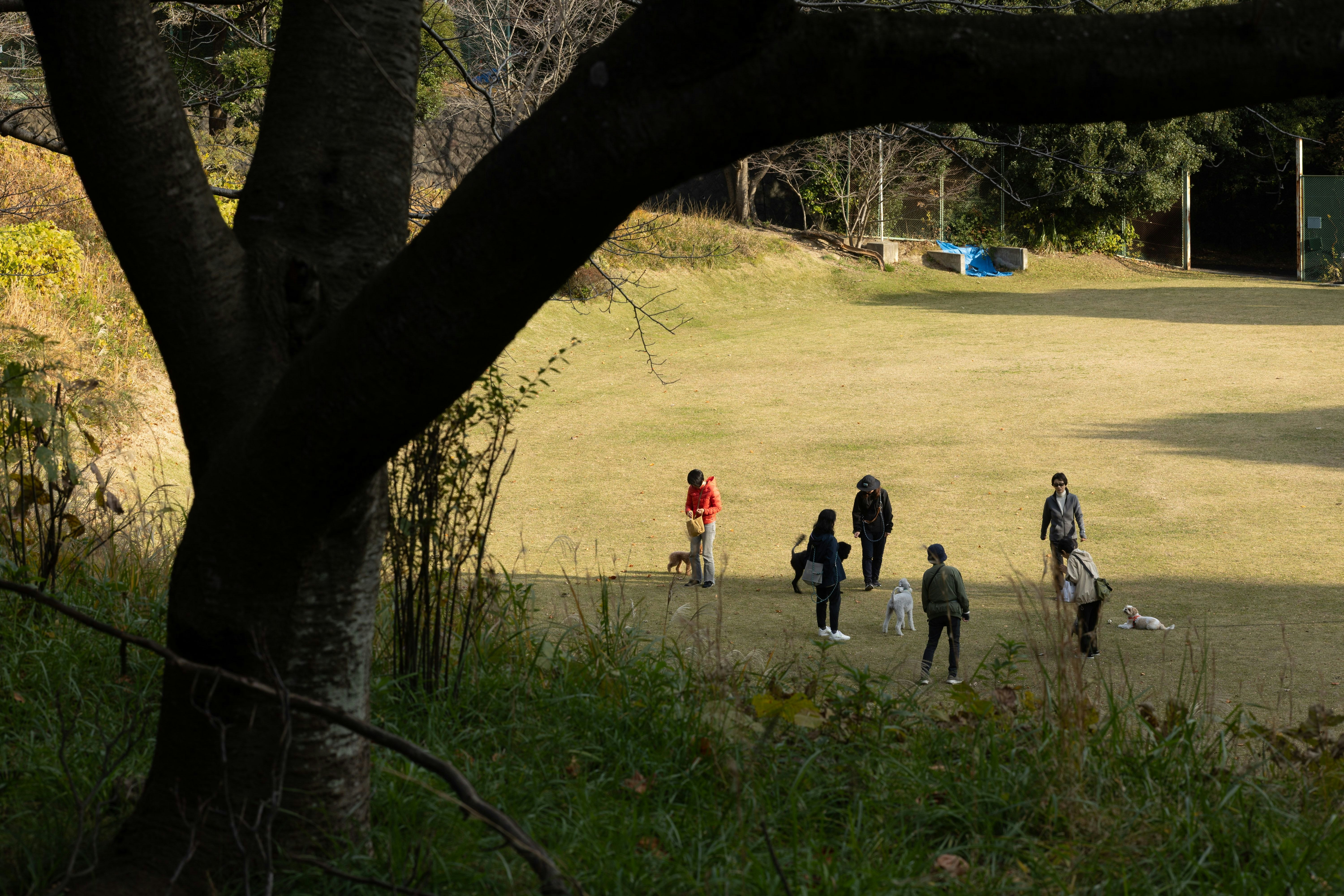 木の枝越しに草地を歩く人々のシルエット
