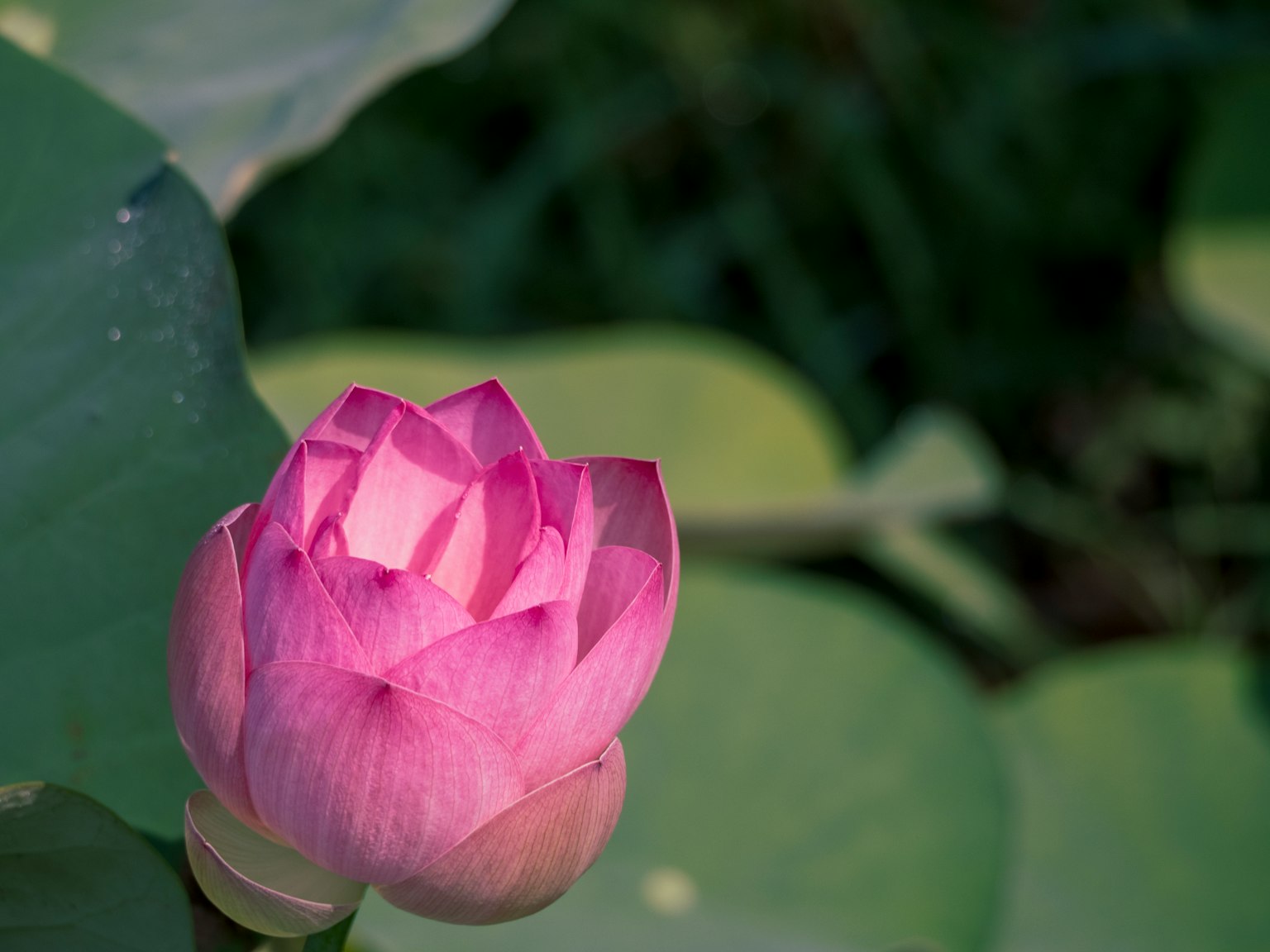 Un bellissimo fiore di loto rosa che fiorisce sopra foglie verdi