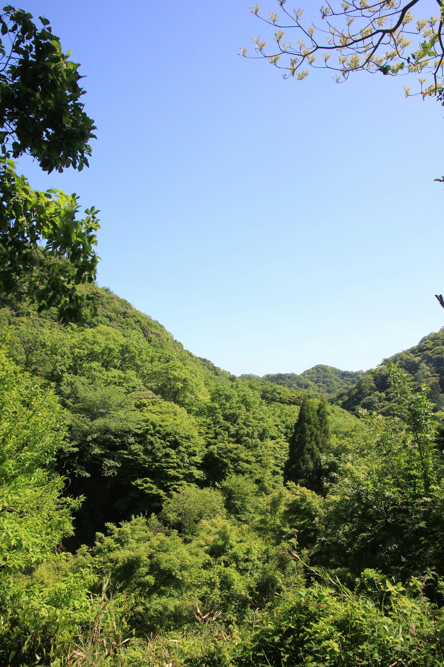 Lush green mountains and forest landscape under blue sky