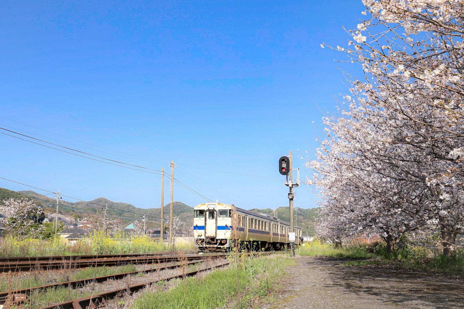 Kereta yang melaju di sepanjang rel dengan pohon sakura