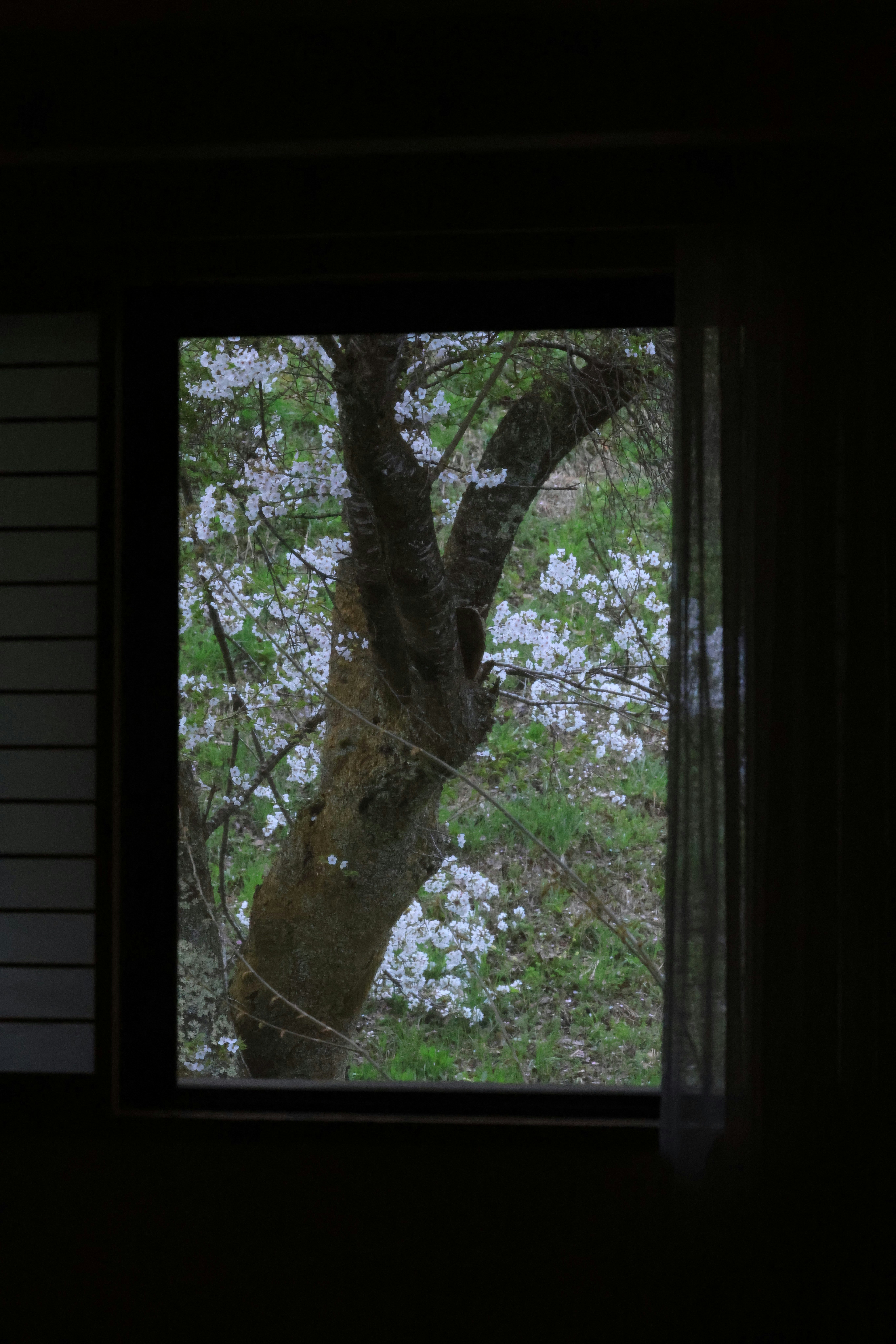 障子の窓から見える桜の木の景色