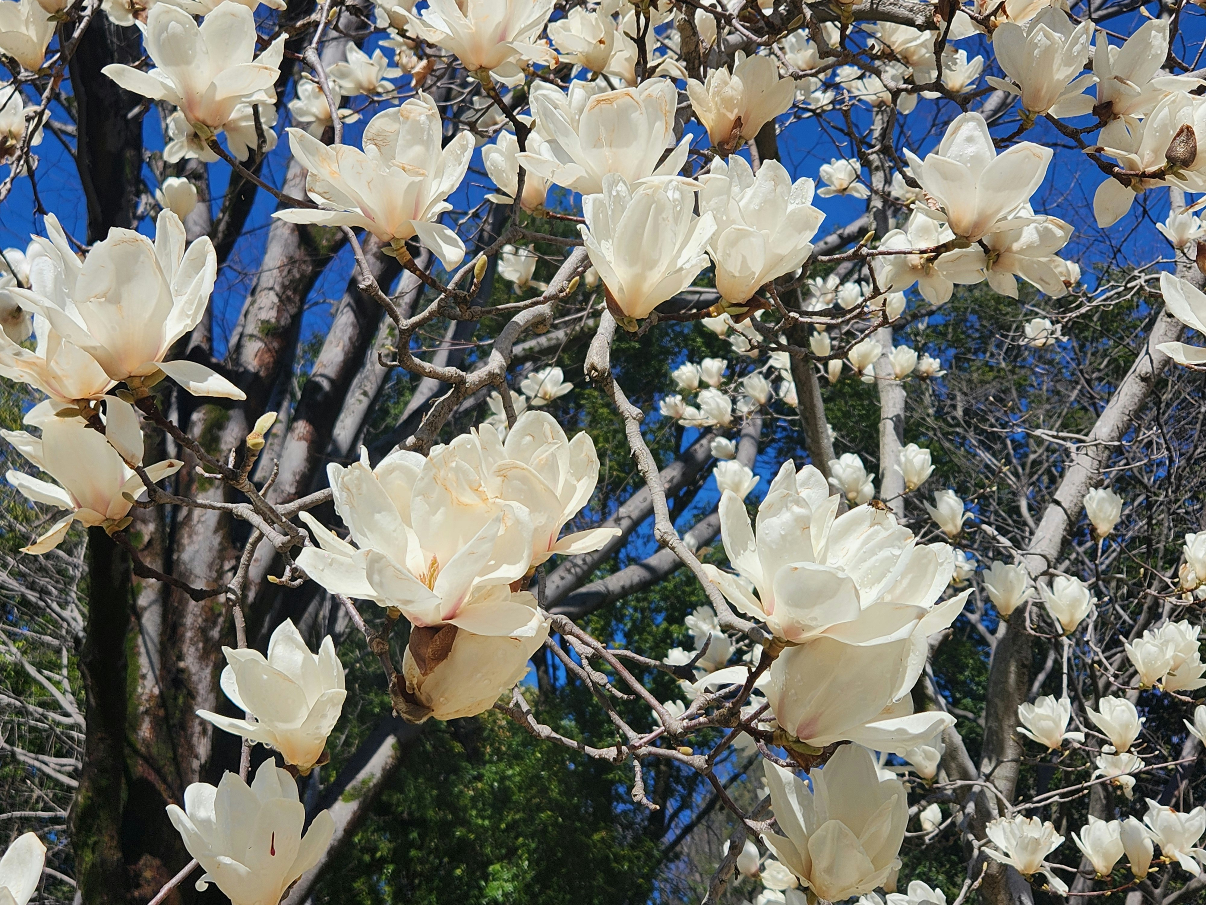 白木蓮の花が枝に咲く春の木