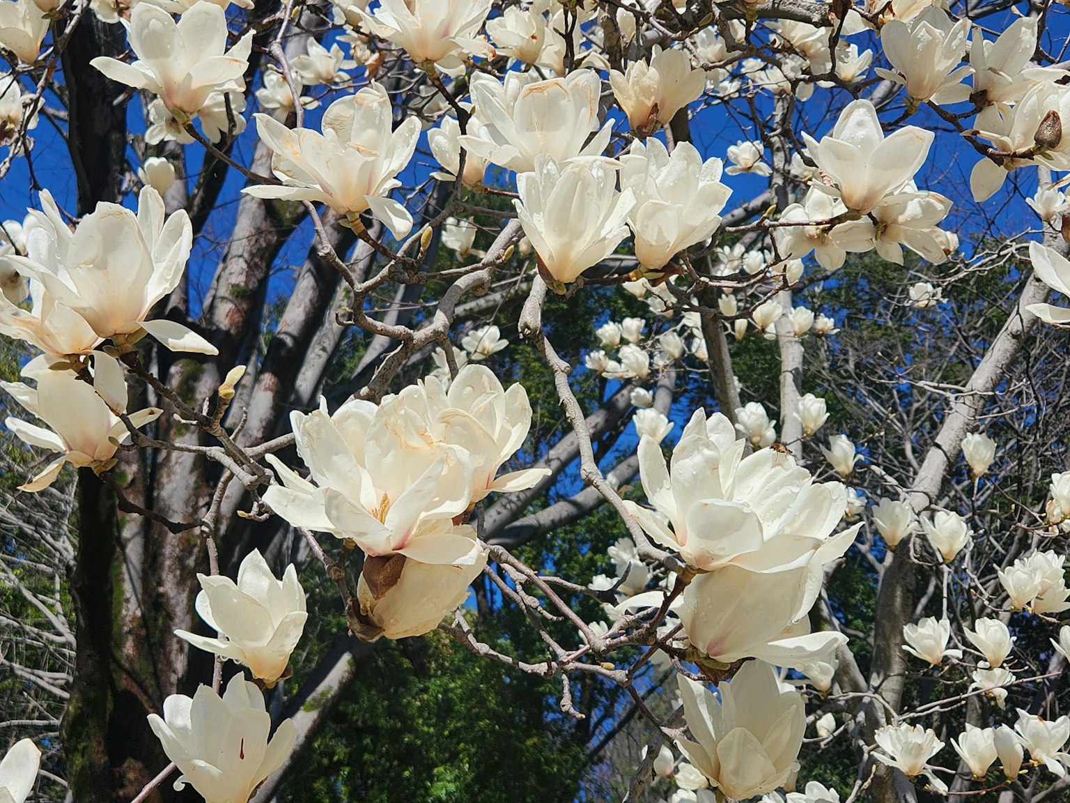 Close-up of white magnolia flowers blooming on a tree