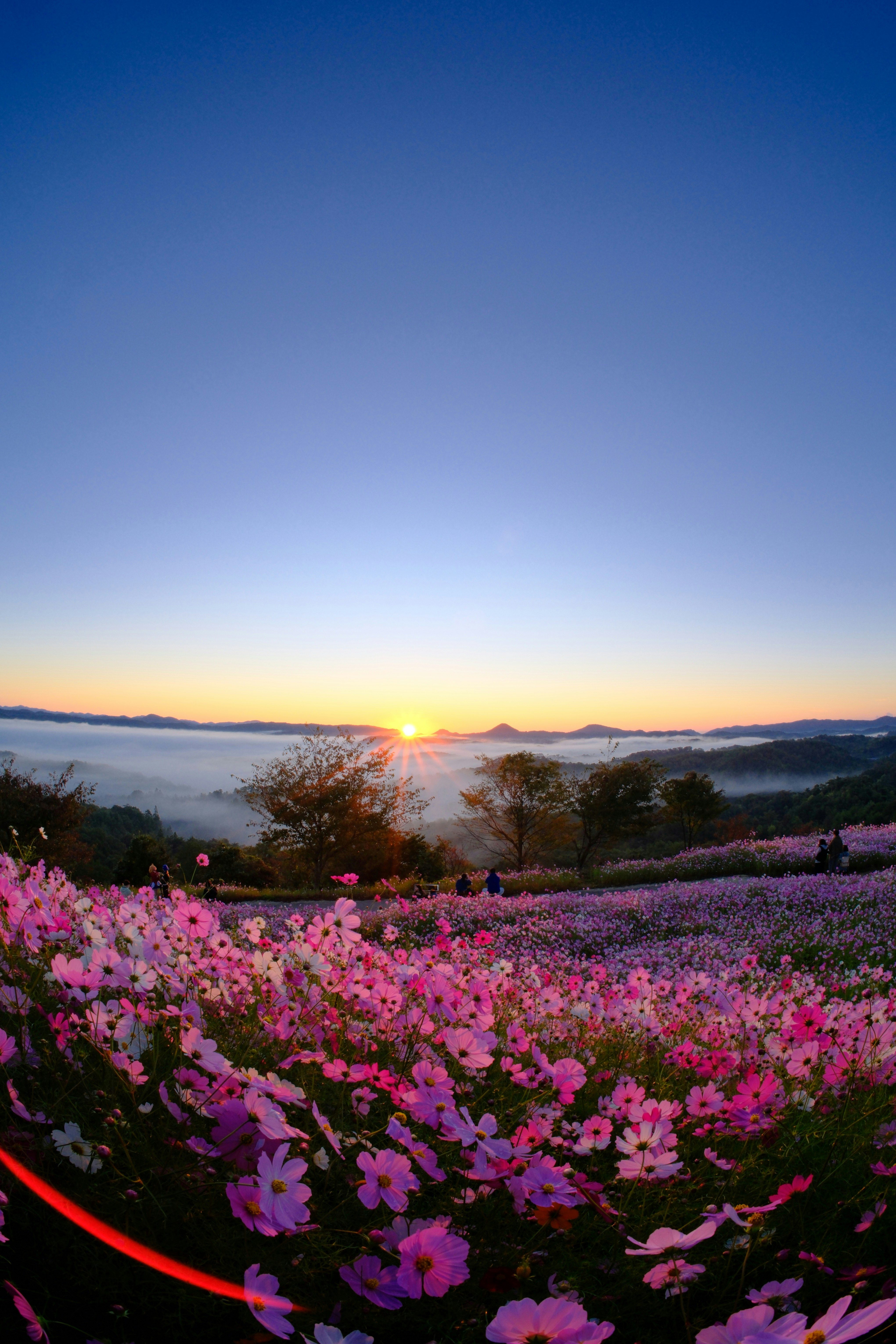 花畑と朝焼けの空に広がる山並みの風景