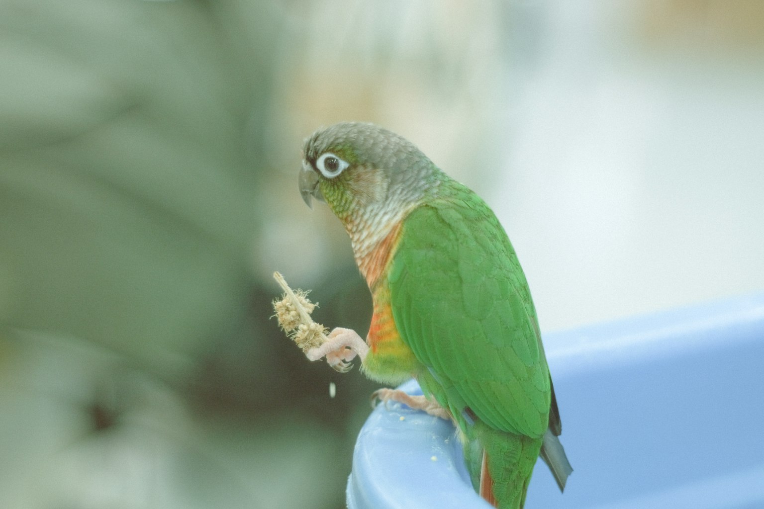 Colorful parrot holding food