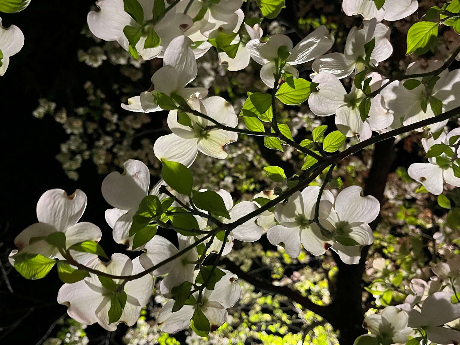 Ramas de flores blancas y hojas verdes por la noche