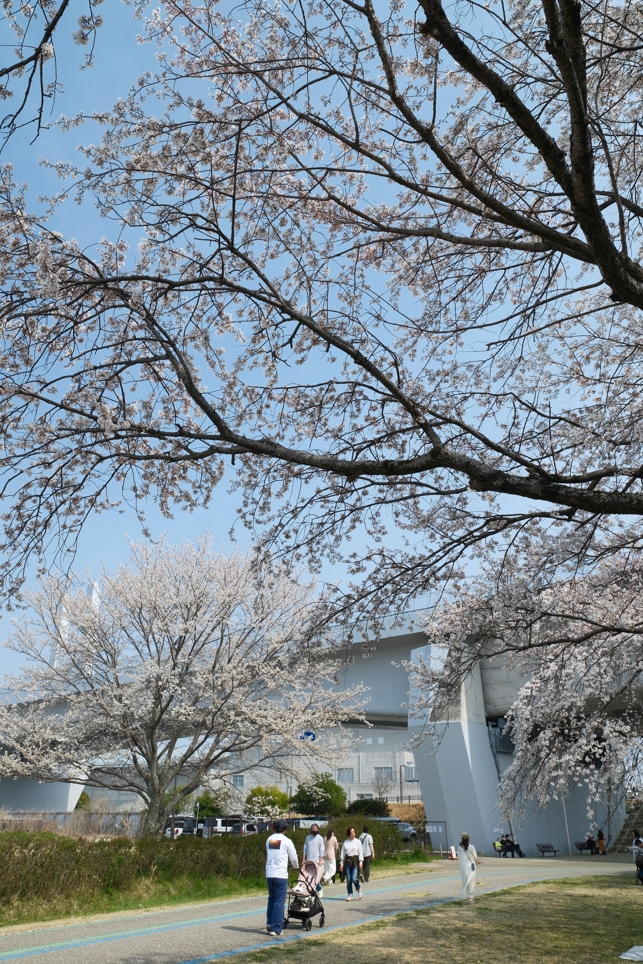 愛知県一宮市・木曽川堤の桜並木と青空の下を歩く人々の風景