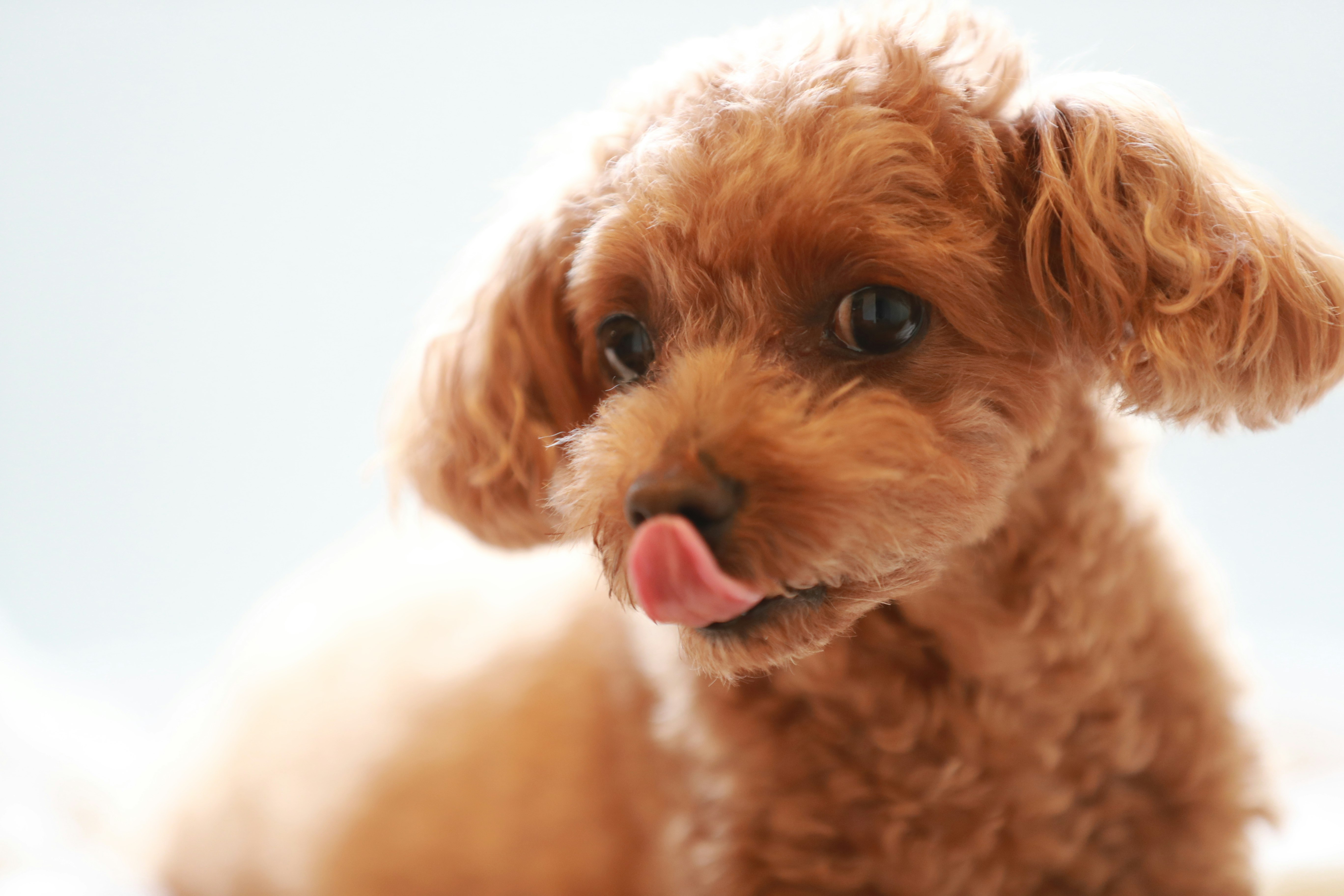 吐舌頭的可愛玩具貴賓犬幼犬看向鏡頭的圖片