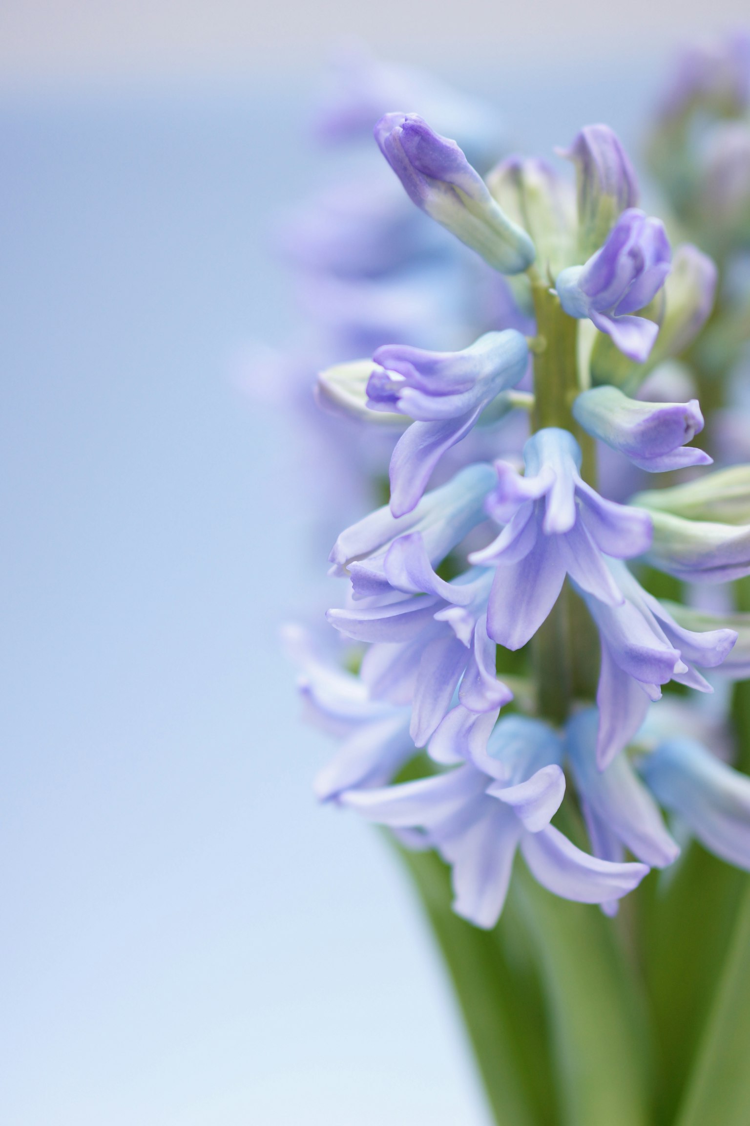 Immagine ravvicinata di un fiore di giacinto in tonalità di viola chiaro