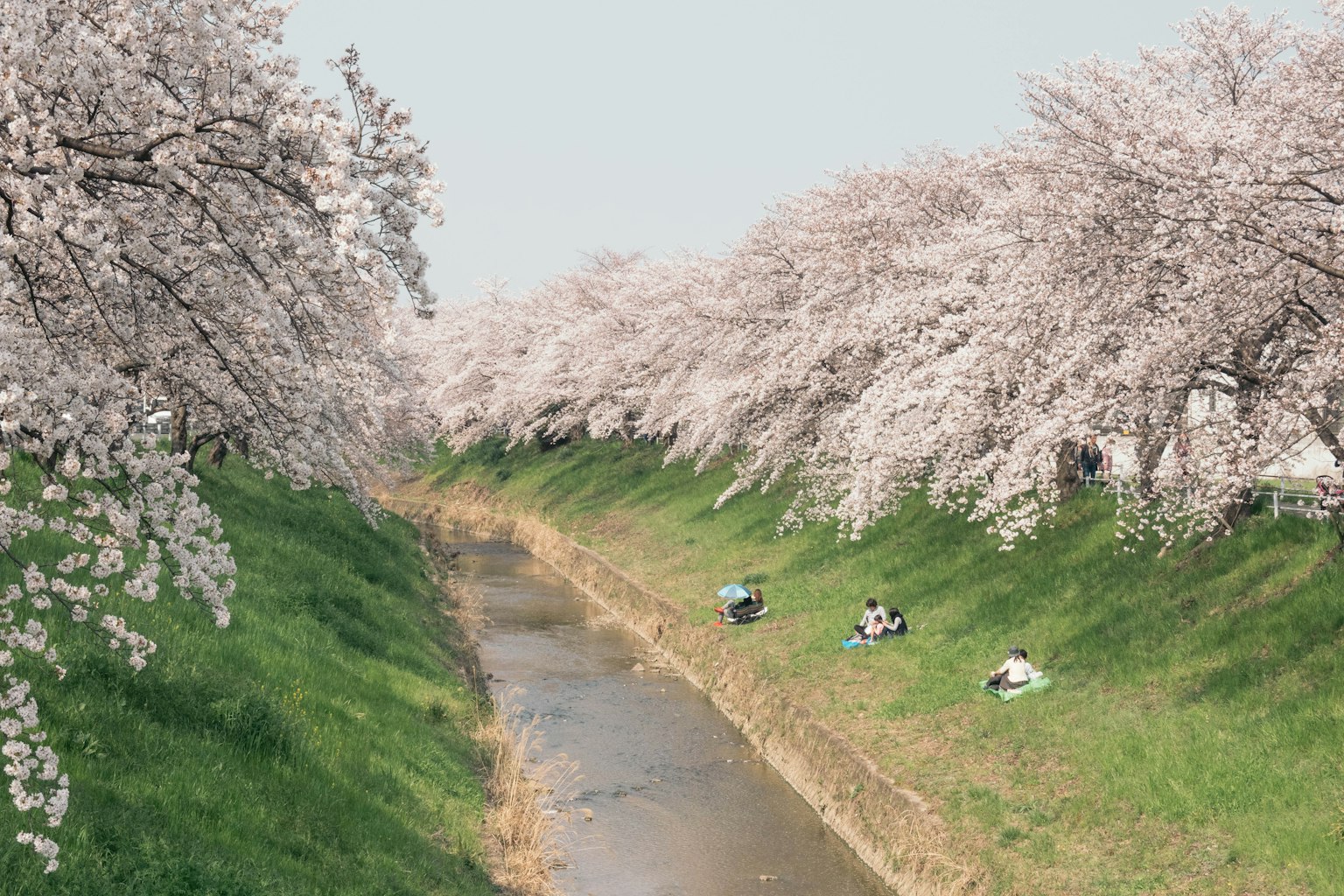 櫻花樹沿河的風景，有人坐著
