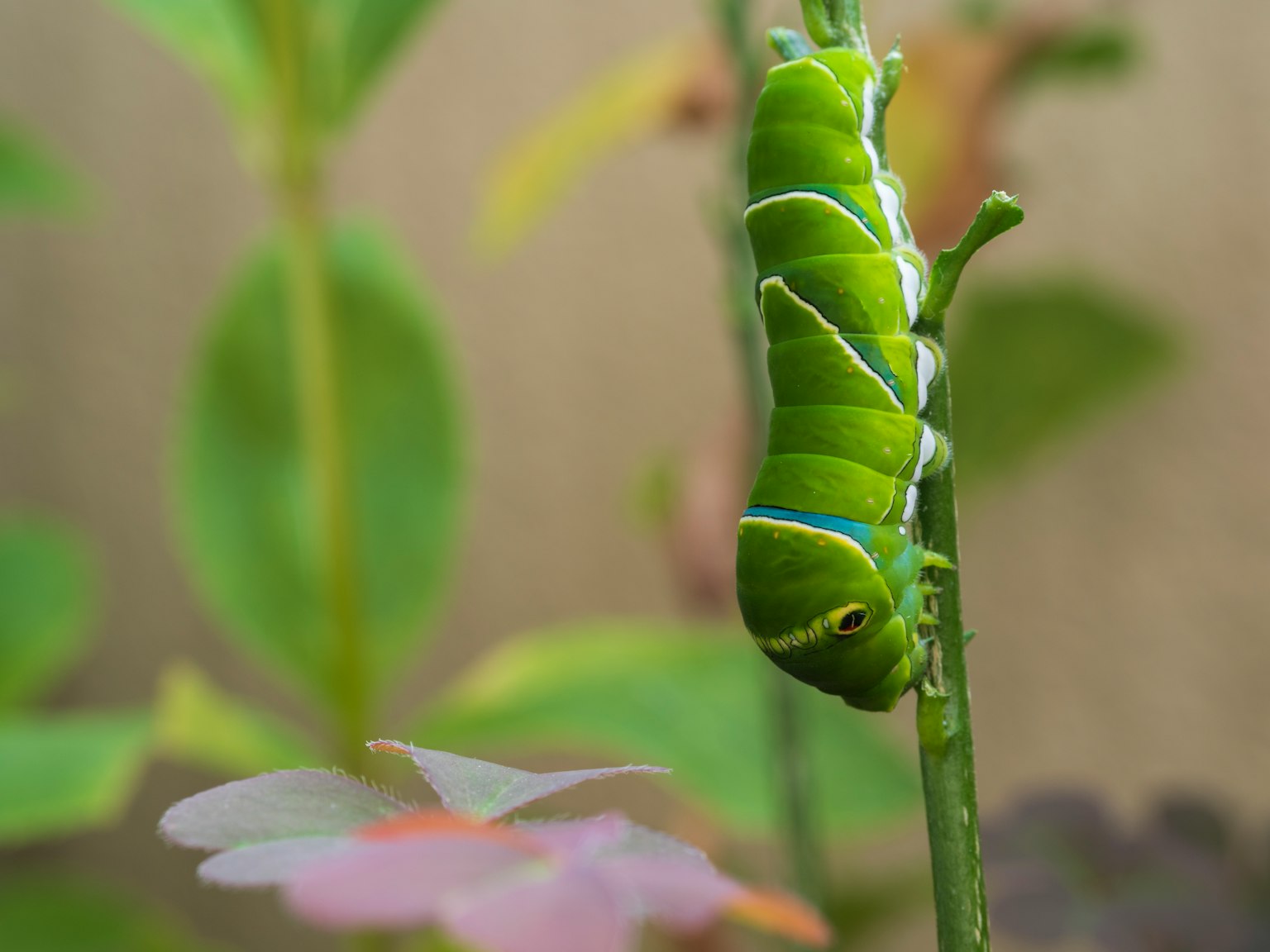 Caterpillar verde colgando de un tallo con plantas de fondo