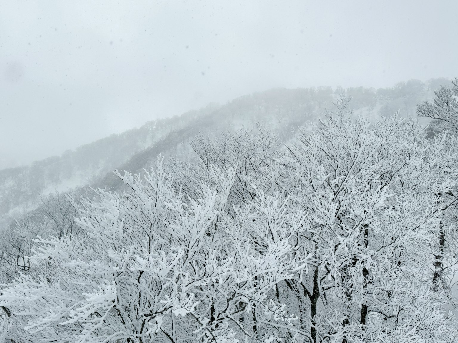 被雪覆盖的树木和雾蒙蒙的山脉风景