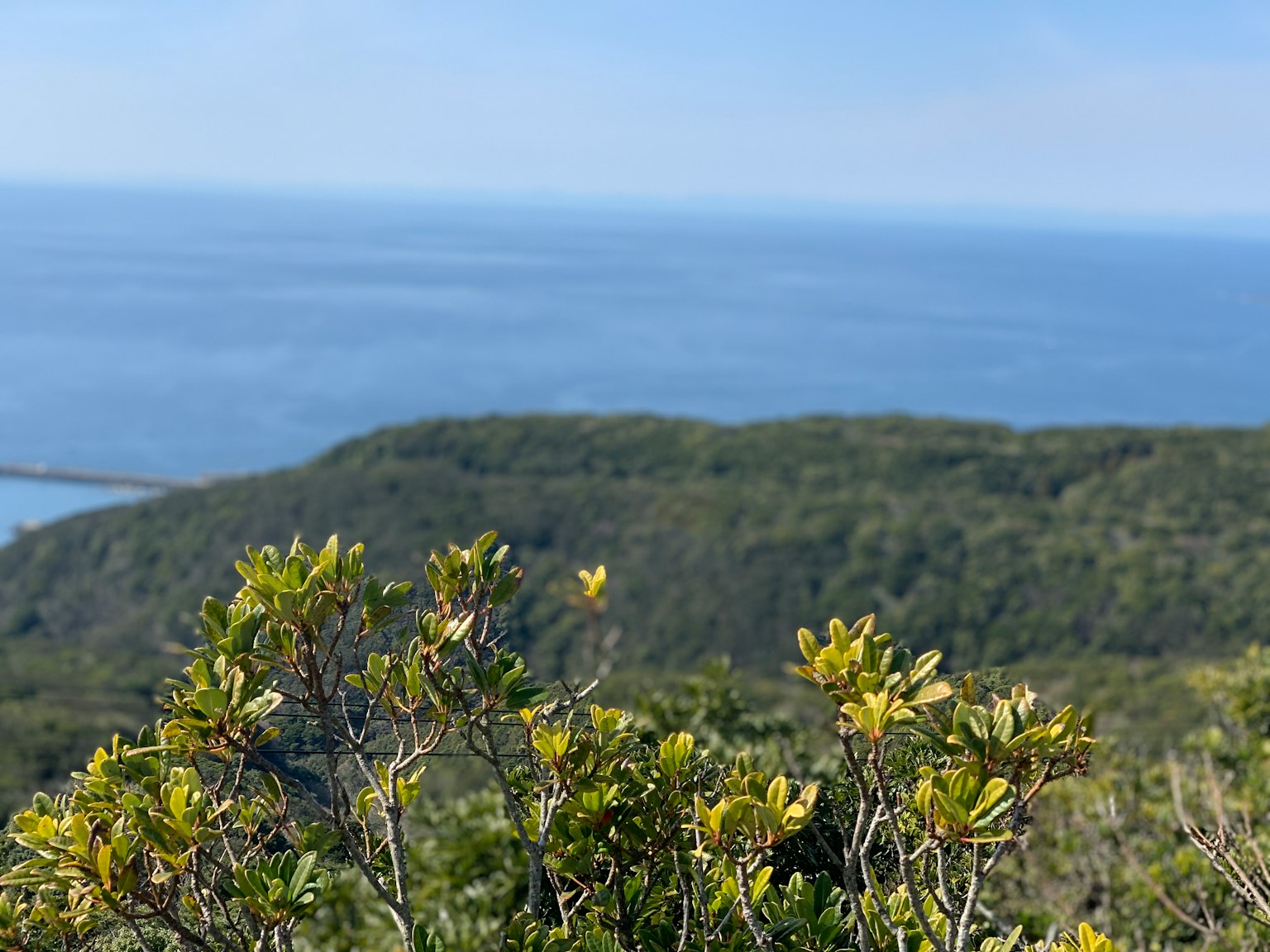 Vista escénica del océano azul y colinas verdes con hojas de plantas vibrantes en primer plano