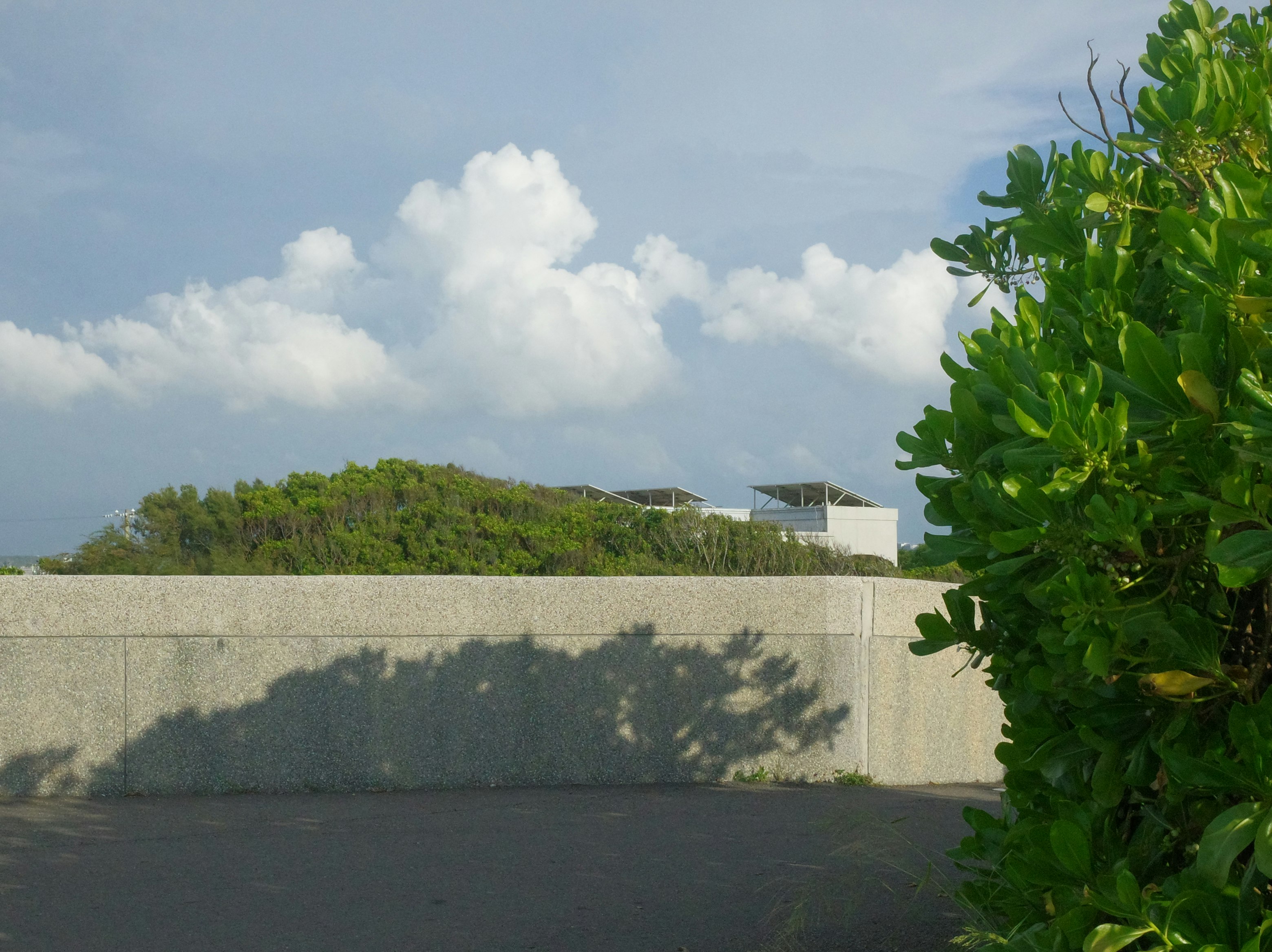 緑の木々とコンクリート塀のある屋外風景