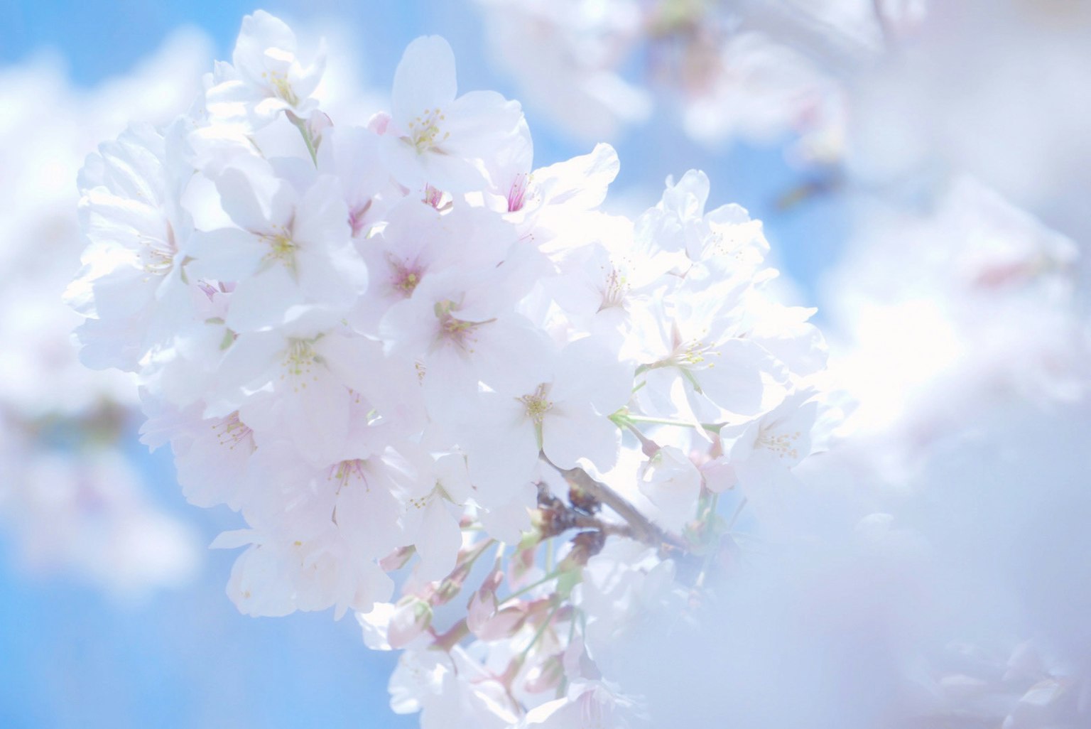 柔和蓝天背景下的樱花特写