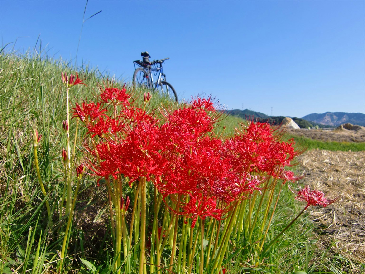 Vibrant red spider lilies in a grassy field with a bicycle in the background