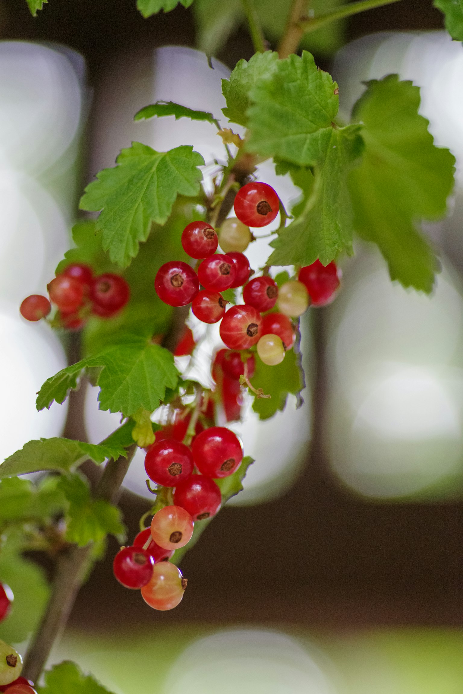 Clusters of red and white currants with green leaves