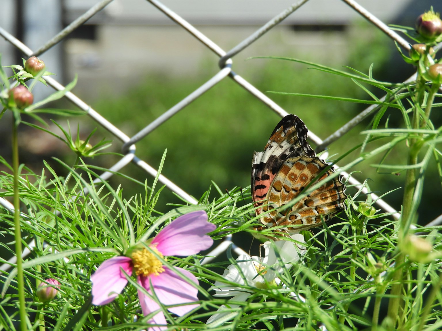 Ein Schmetterling ruht sich nahe einer rosa Blume mit einem Zaun im Hintergrund aus