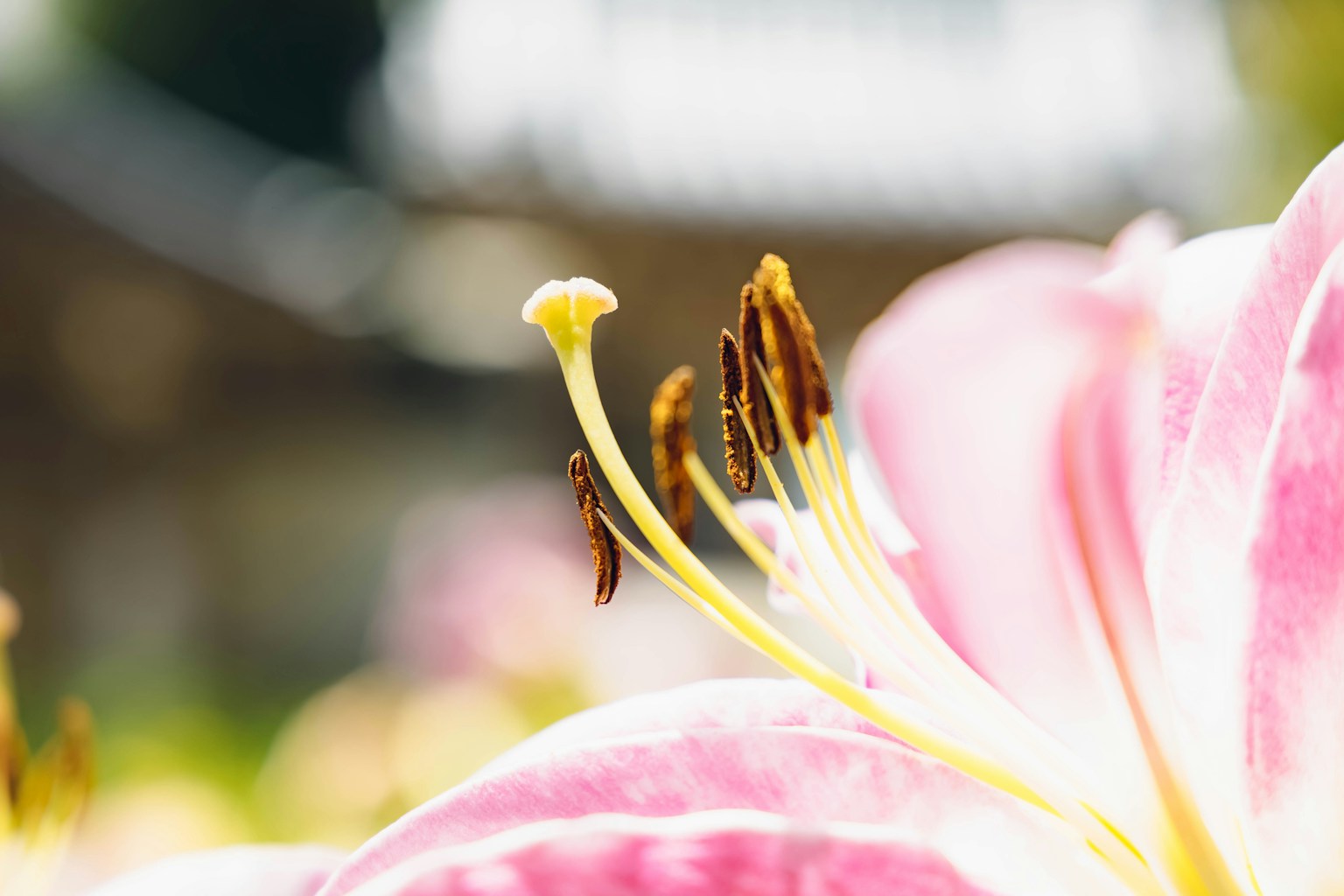 Primer plano de una flor de lirio rosa mostrando estambres y pistilo
