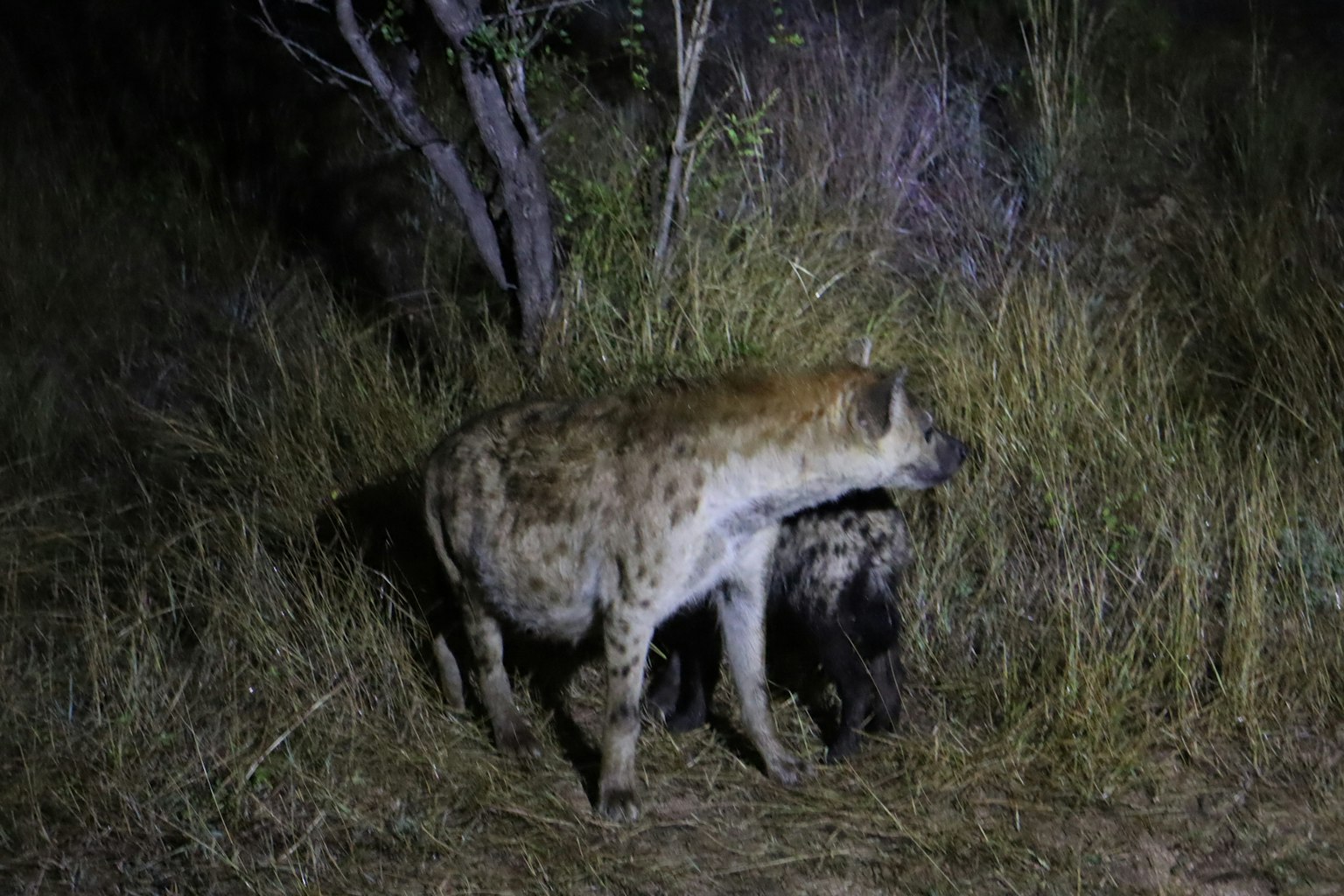Dos hienas en la hierba por la noche