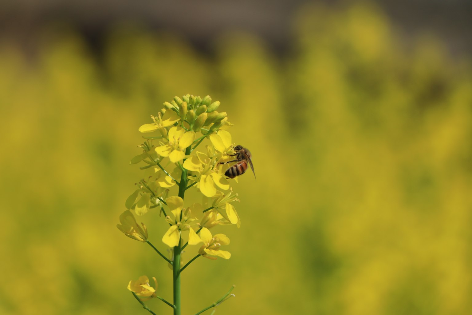 Abeille sur une fleur jaune avec un champ de colza en arrière-plan
