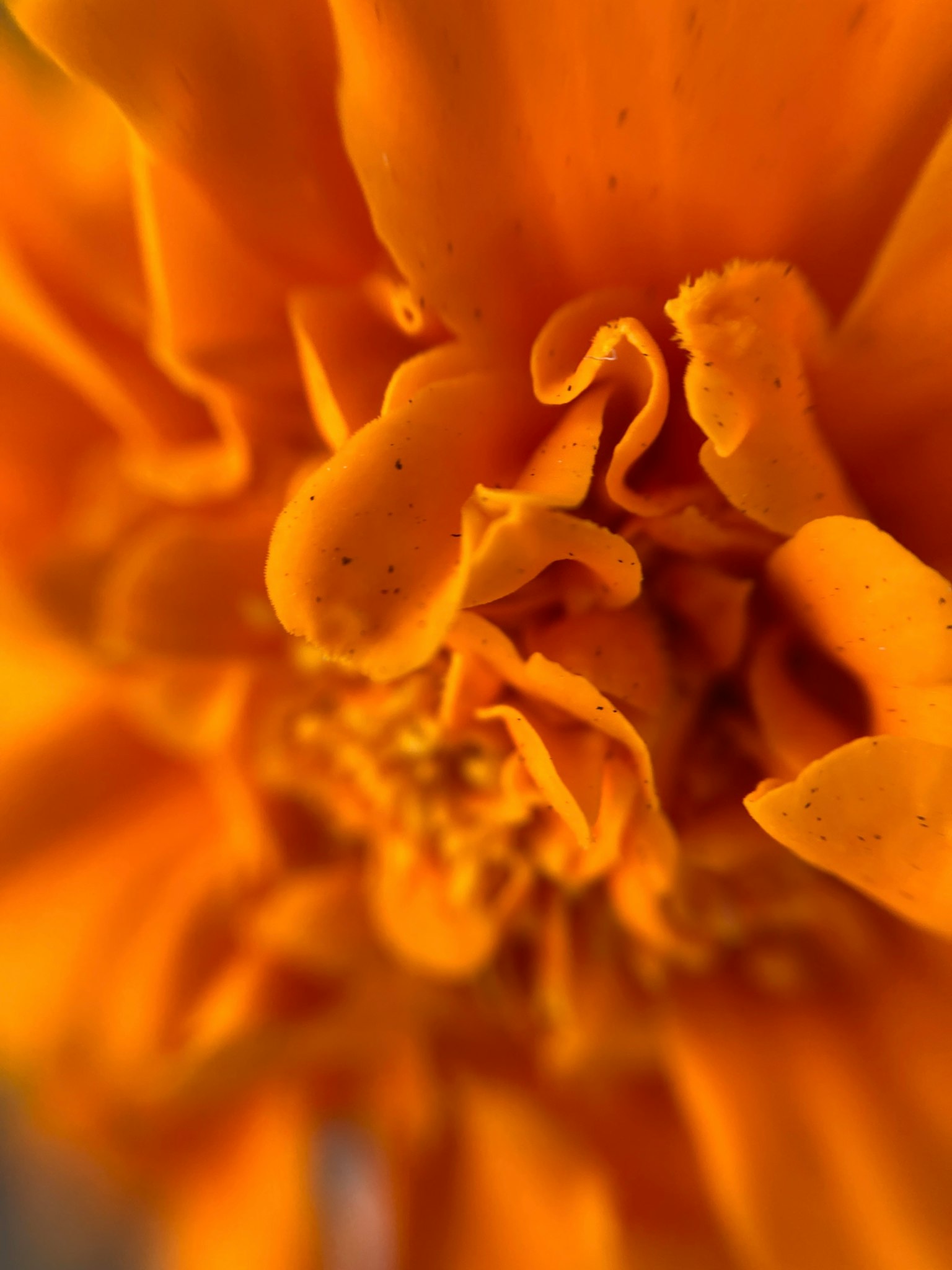 Close-up dari kelopak bunga oranye yang tumpang tindih