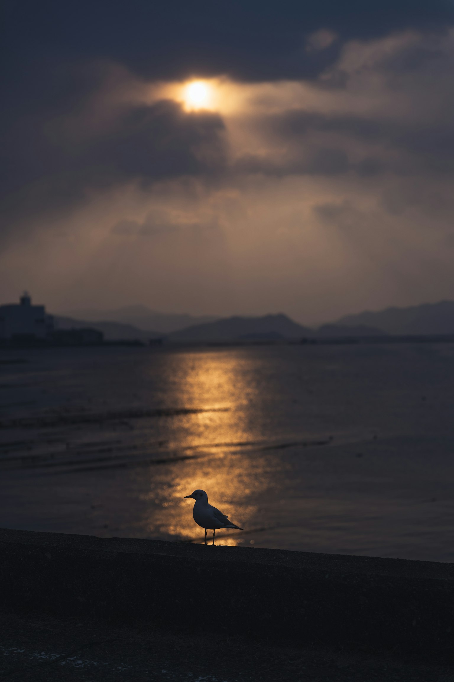 海滩上站着的海鸥的轮廓，阳光在水面上反射
