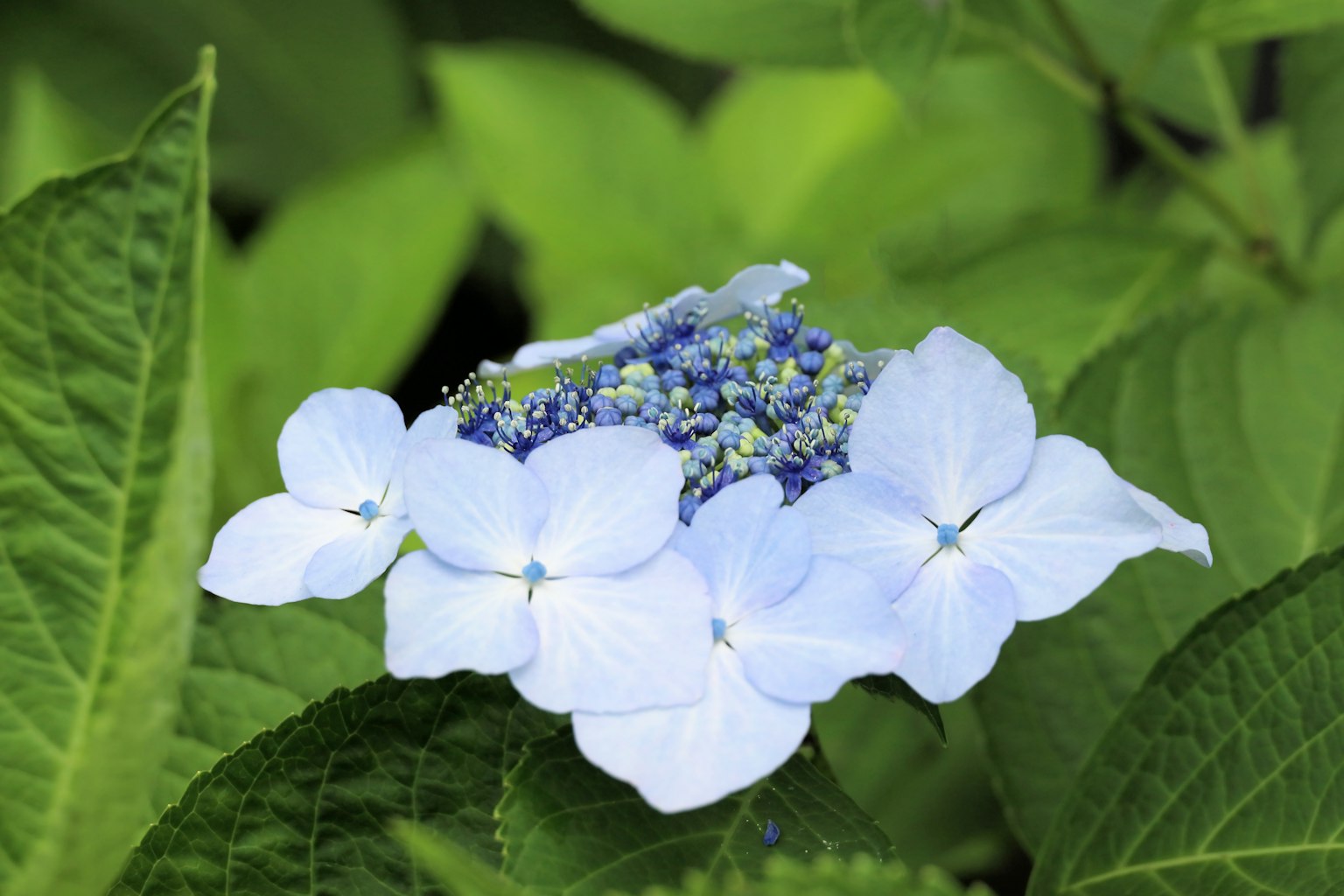 青い紫陽花の花が緑の葉に囲まれている