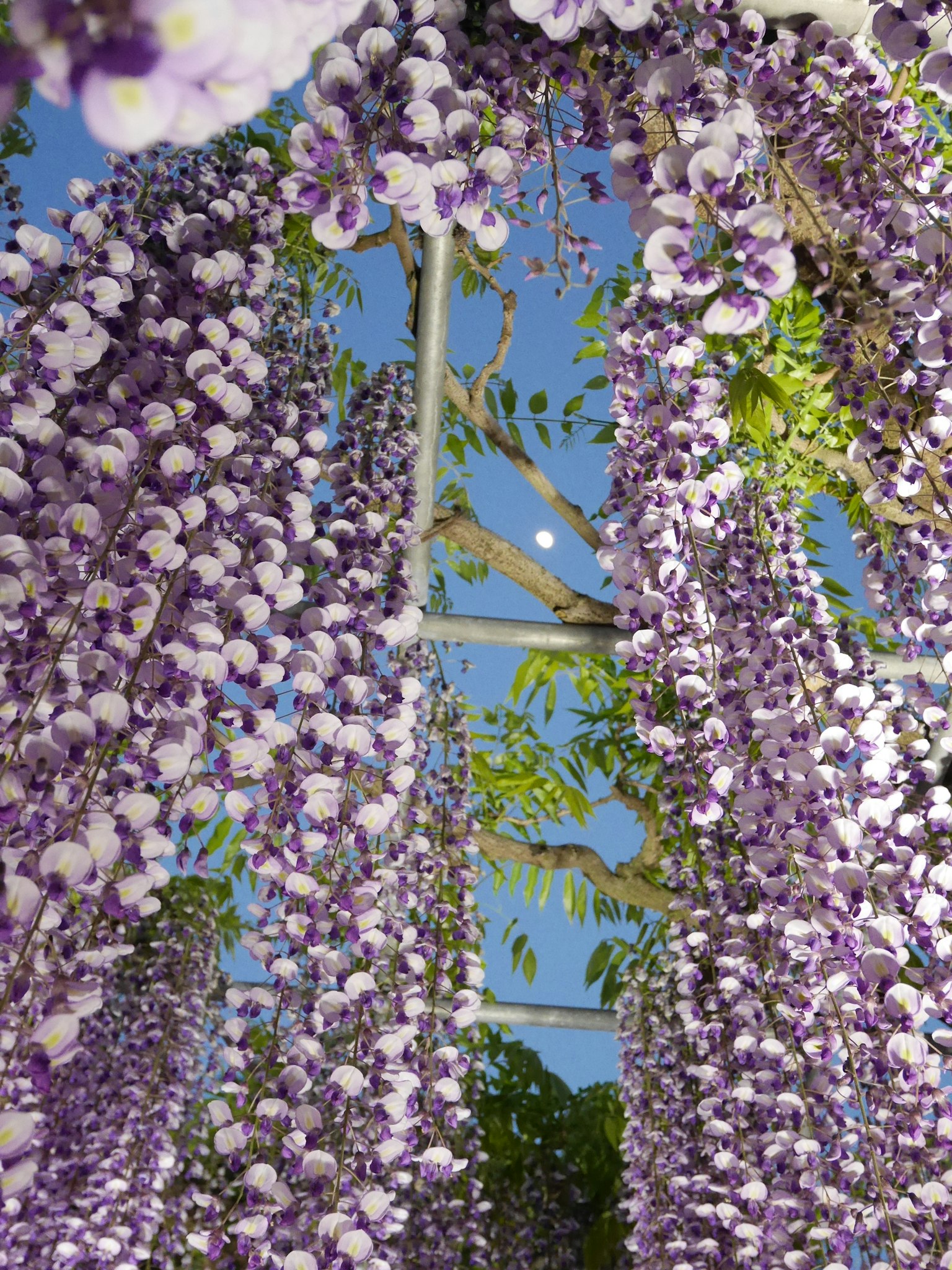 Schöne Aussicht auf hängende lila Glyzinienblüten