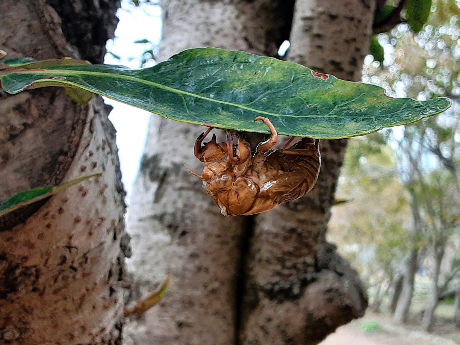 Cicada shell hidden under a leaf on a tree trunk