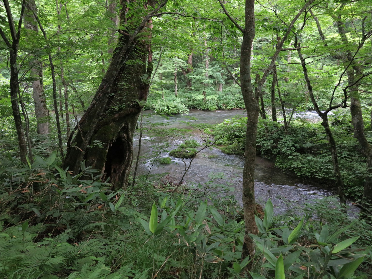 Un ruscello sereno che scorre attraverso una foresta lussureggiante