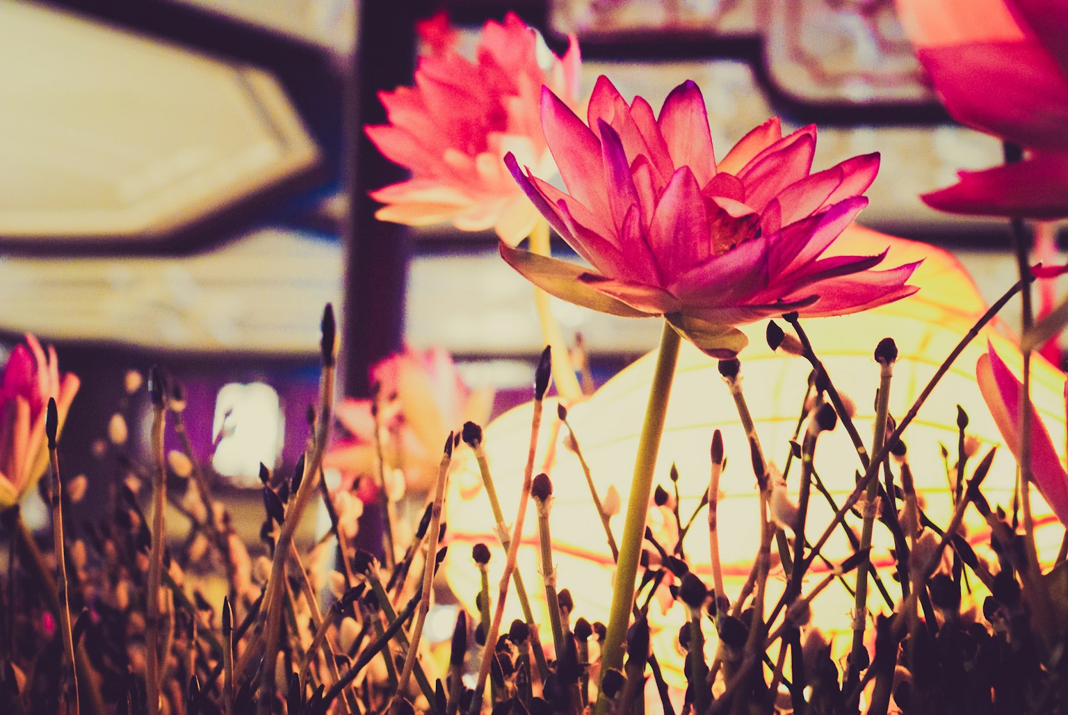 Vibrant pink lotus flowers in the foreground with a soft glowing light in the background
