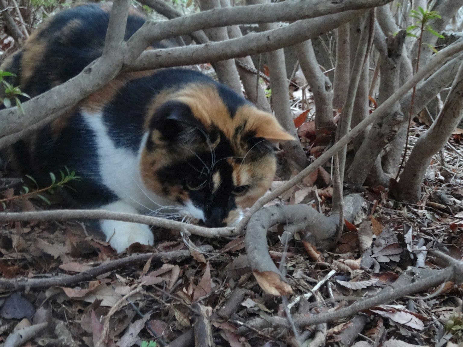 Gatto calico nascosto tra rami e foglie