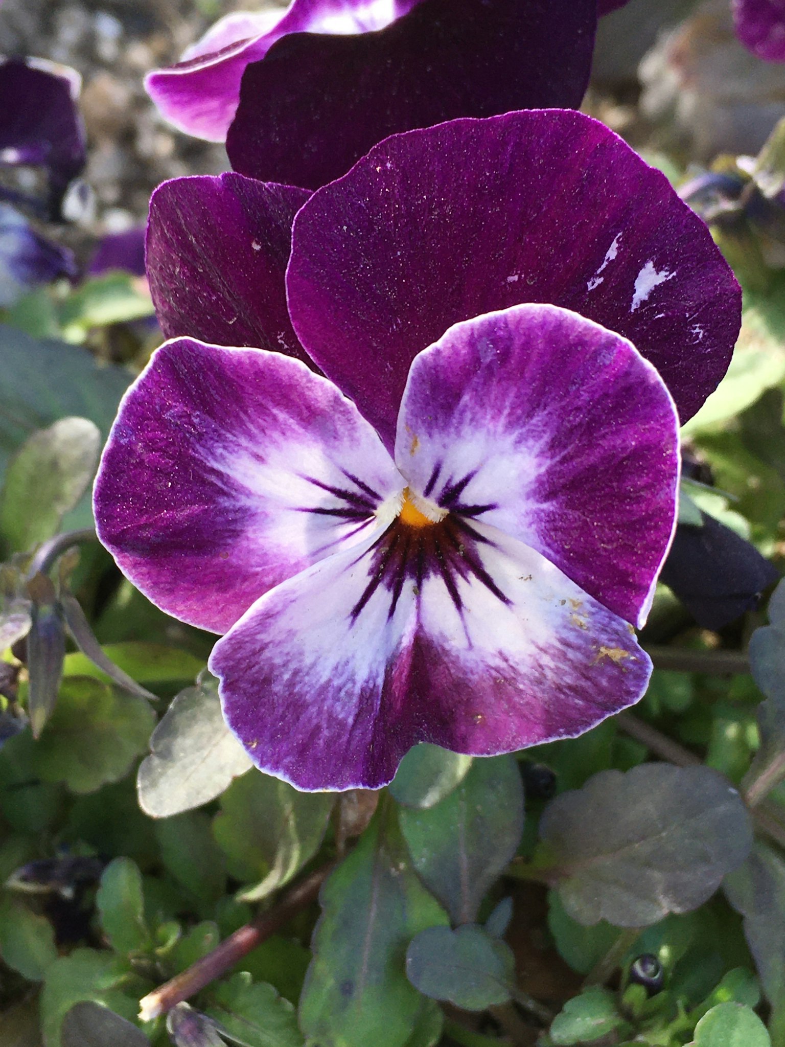 Bunga pansy ungu mekar di antara daun hijau