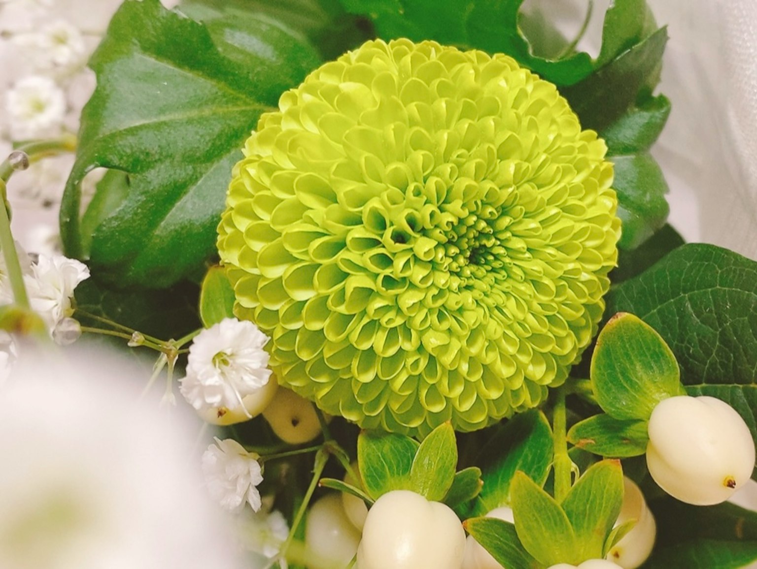 Primer plano de un crisantemo verde brillante rodeado de flores blancas y hojas verdes