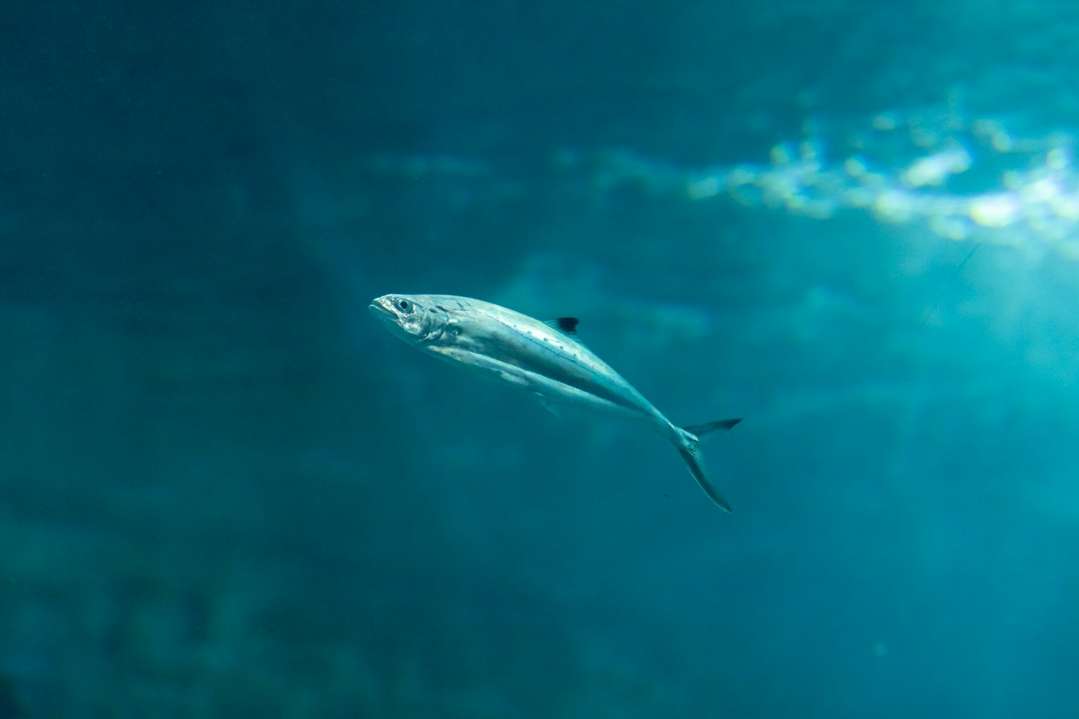 A beautiful image of a silver fish swimming underwater