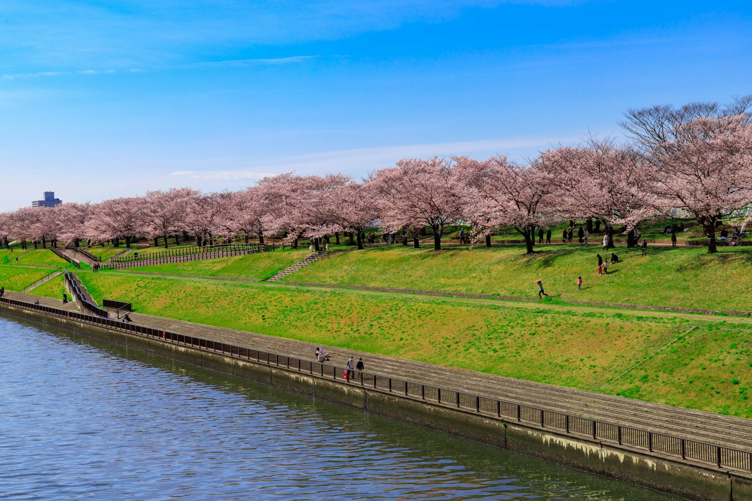 Vista escénica junto al río con cerezos y cielo azul