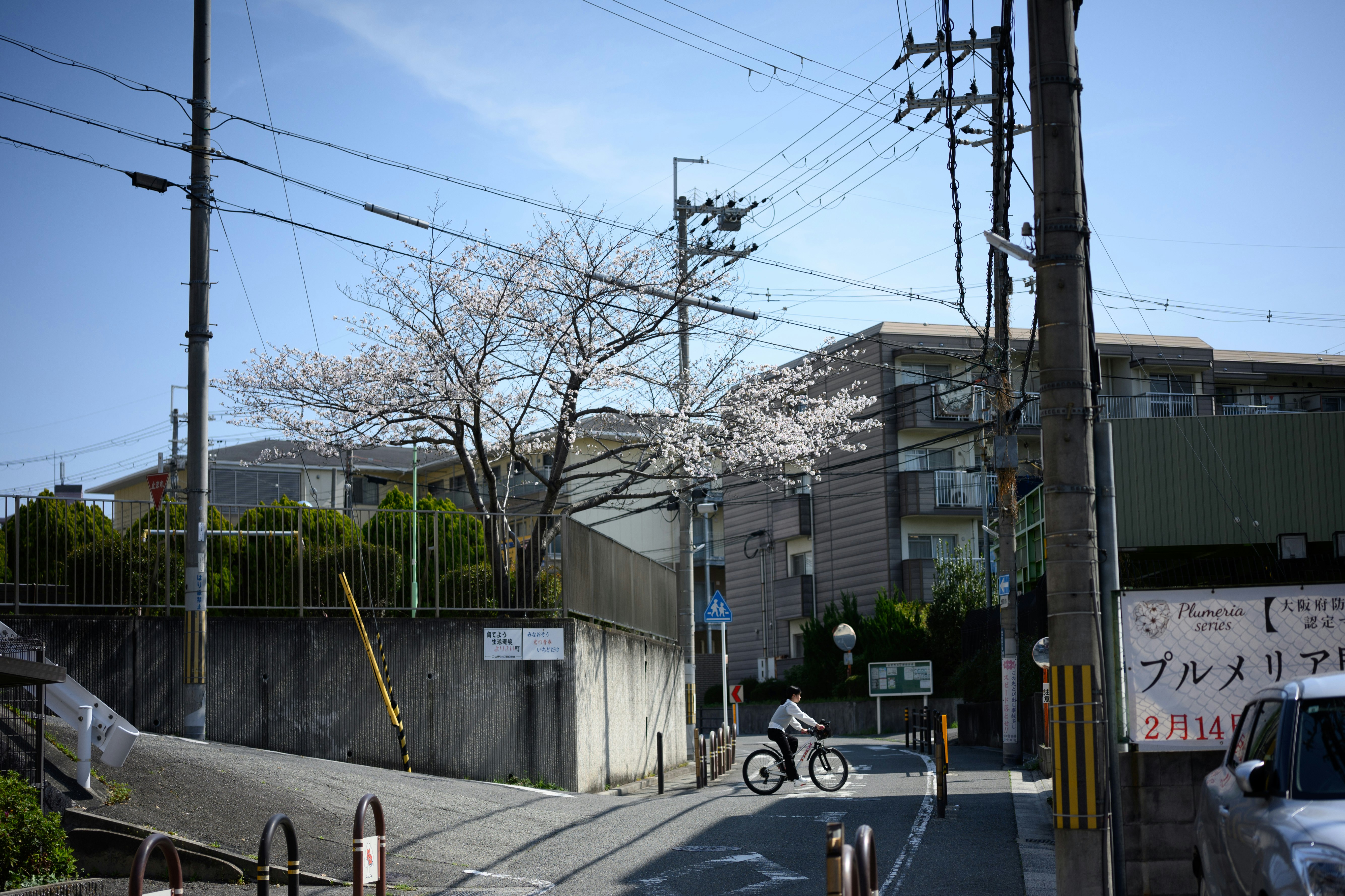 桜の並ぶ住宅街の路地と自転車