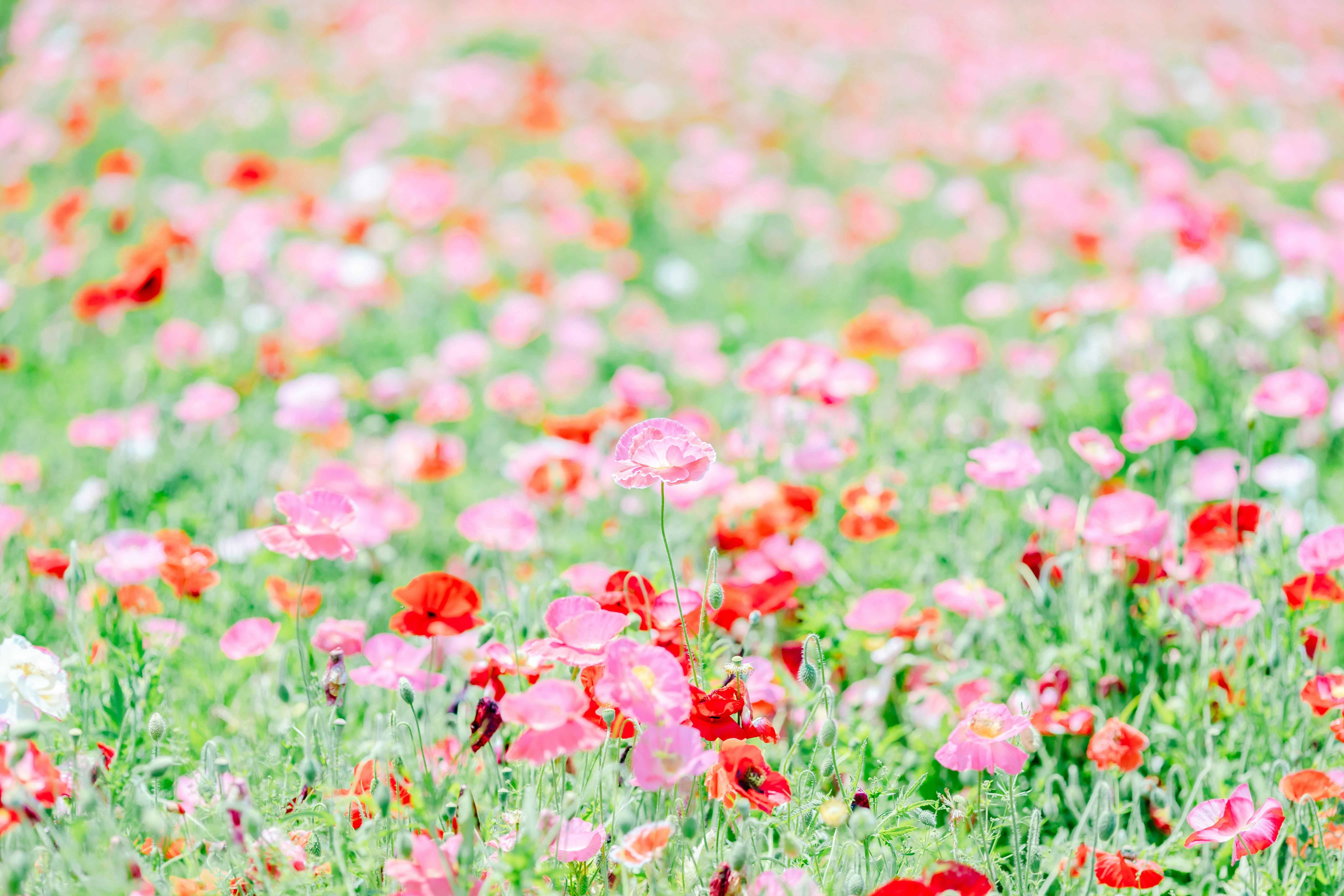 色とりどりのポピーが咲く花畑の風景