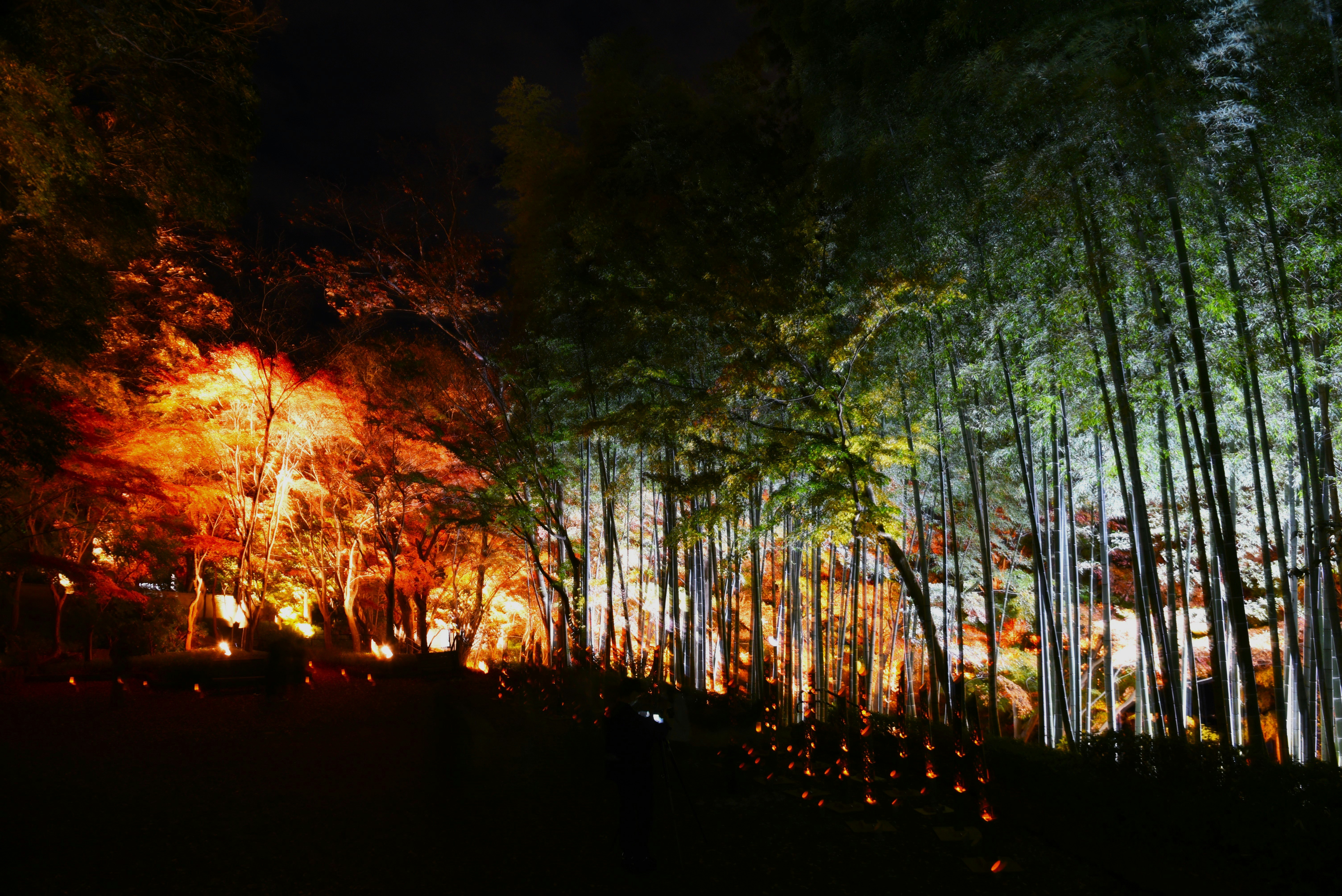lit-up bamboo grove at night along a path
